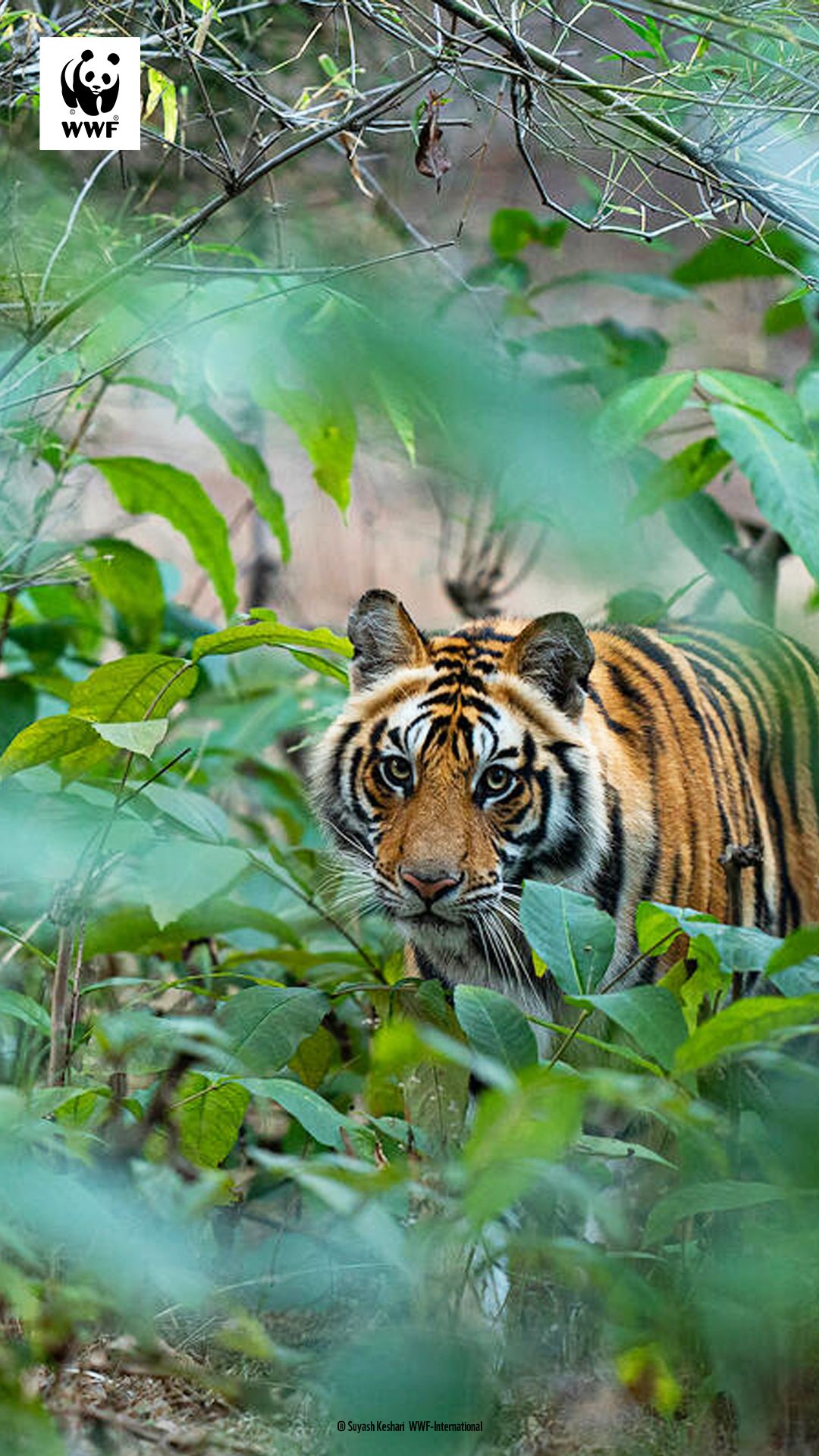 Tiger, WWF, Dschungel, Grün, Wildtier, Full HD, Sperrbildschirm fürs iPhone