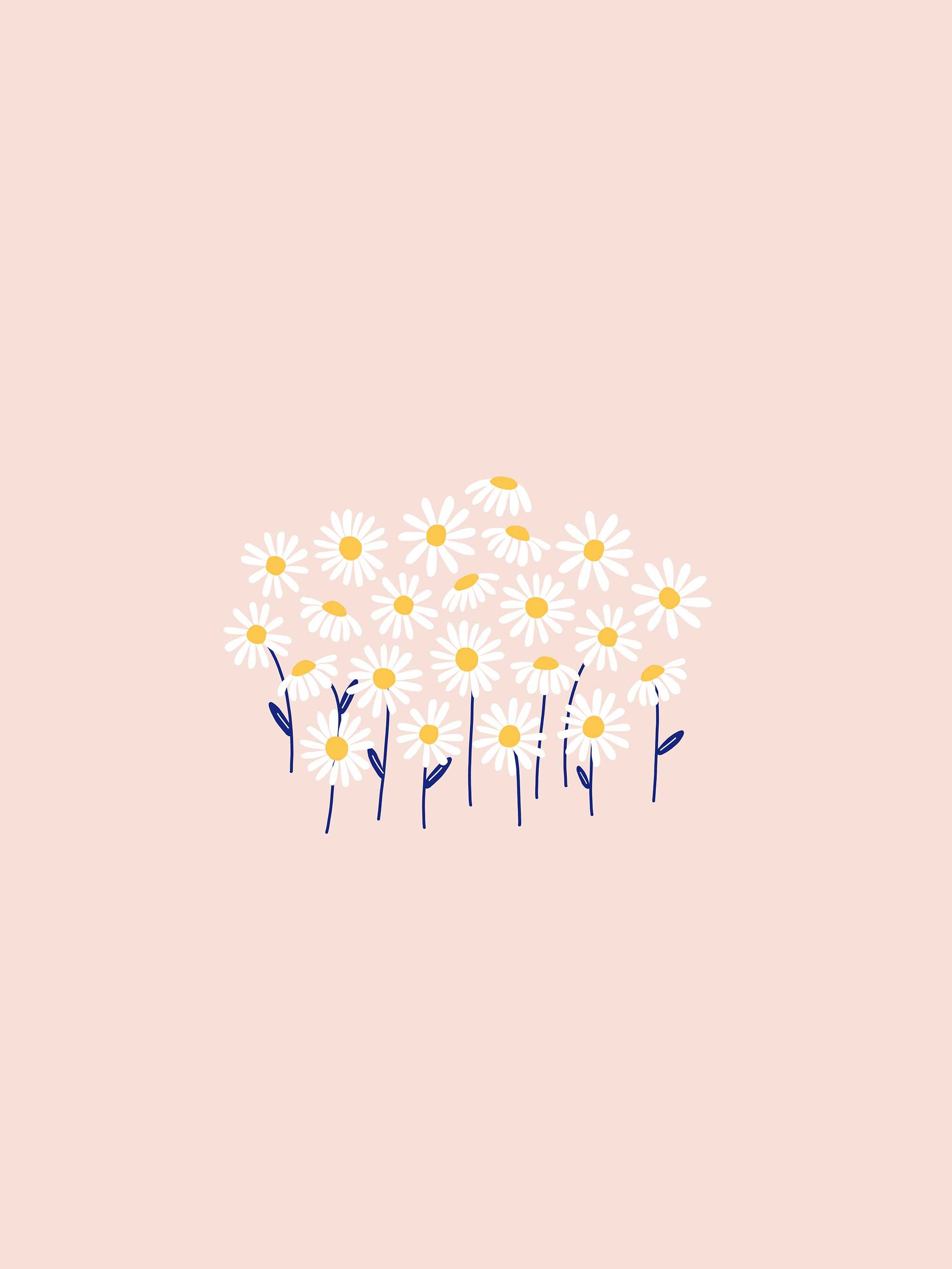 Gänseblümchen, Blumenstrauß, Minimalistisch, Rosa Hintergrund, Illustration, QHD+ Wallpaper