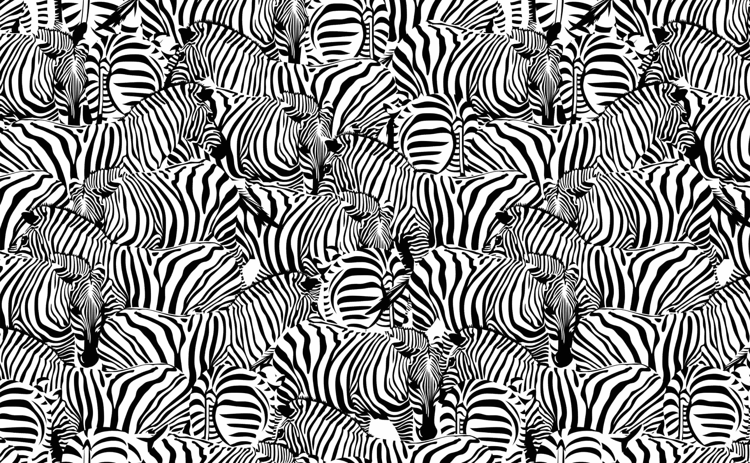 Zebras, Zebramuster, Herde, Schwarzweiß, Muster, 2K, Hintergrund für den Desktop