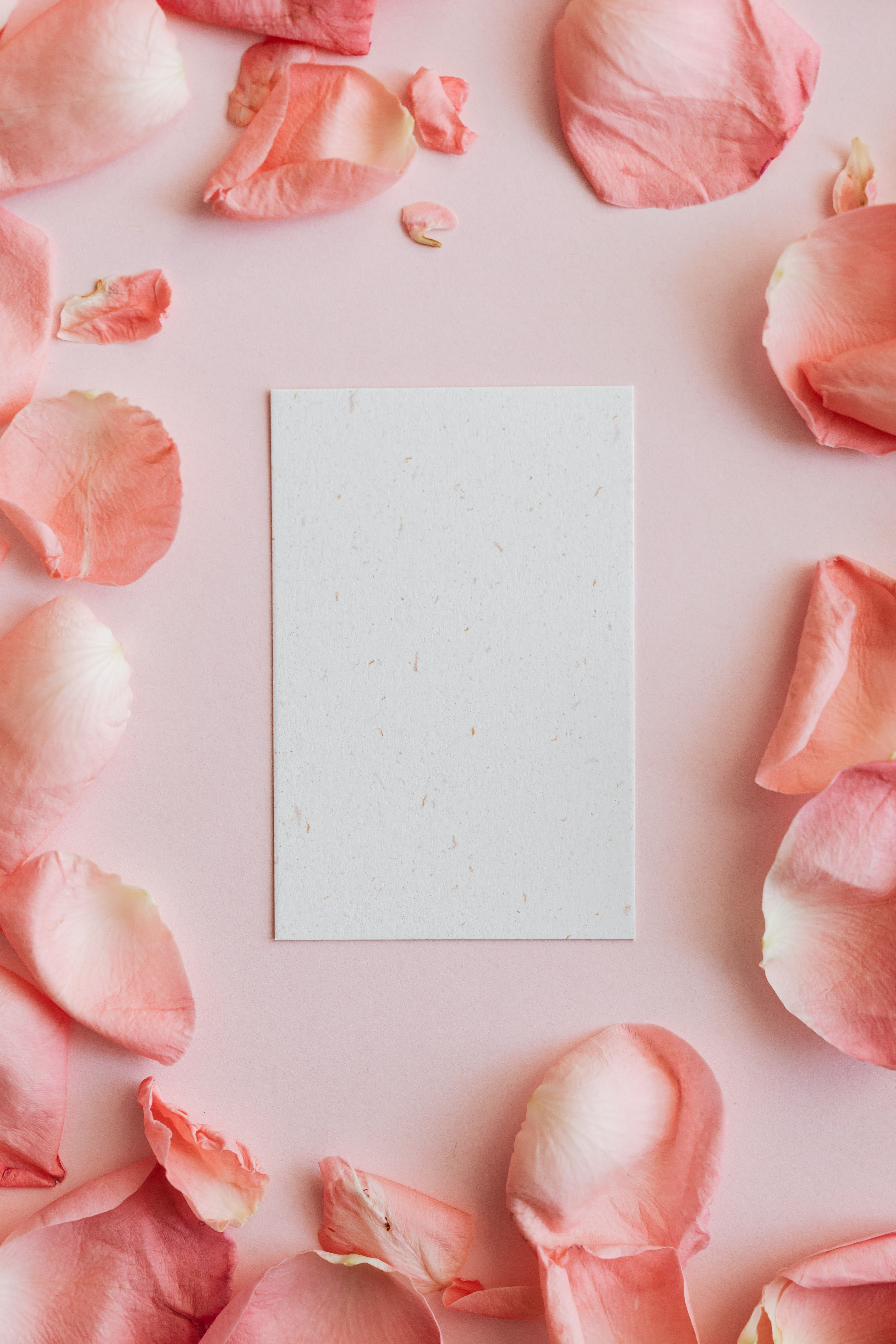 Rosenblätter, Rosa, Notizkarte, Flatlay, Romantisch, QHD+, Sperrbildschirm fürs iPhone