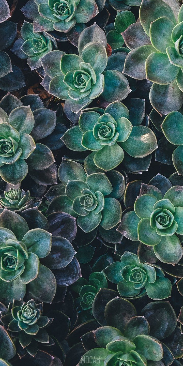 Sukkulenten, Pflanzen, Grün, Draufsicht, Natur, Hintergrundbild für iPhone und Android