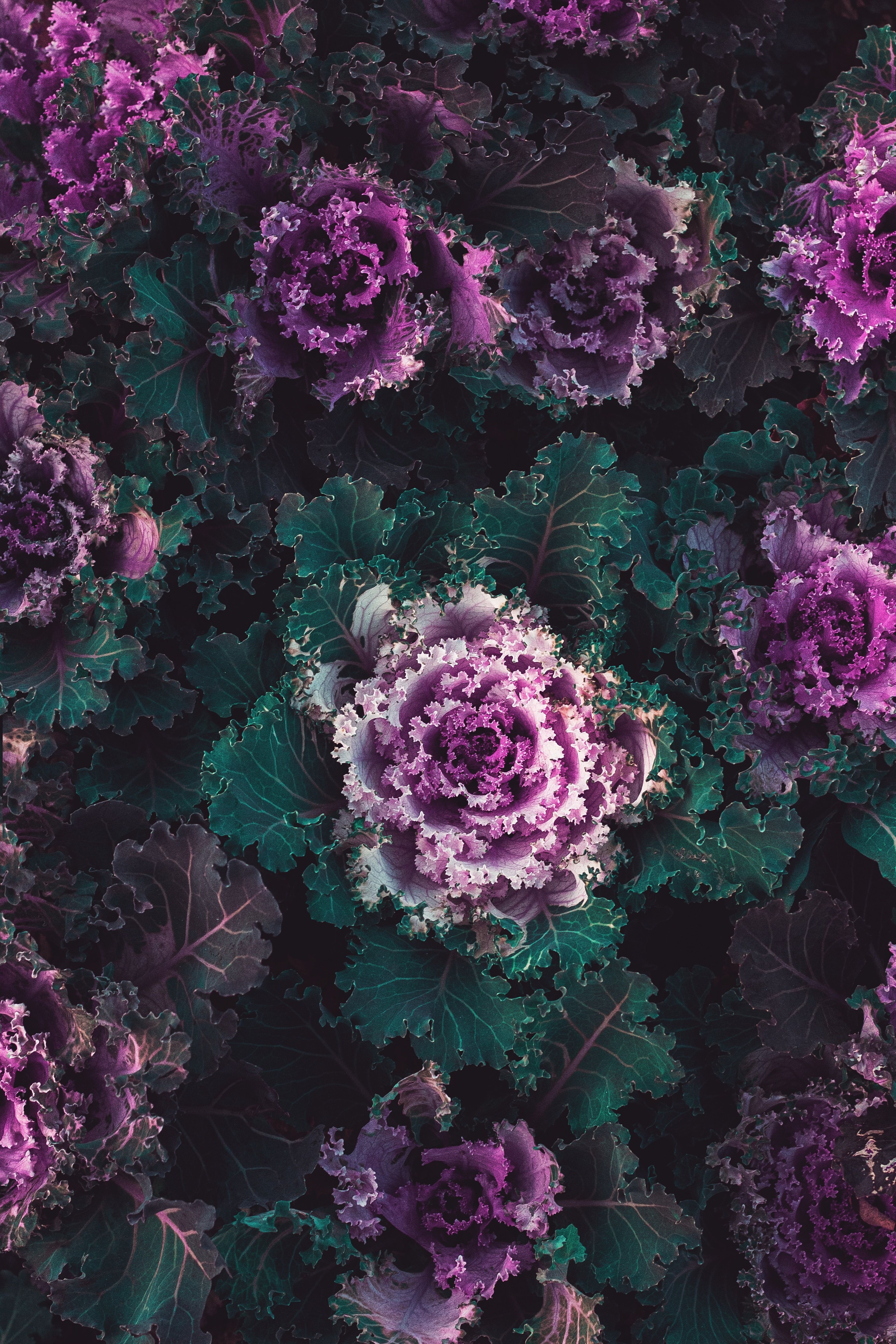 Zierkohl, Lila Blätter, Rosette, Vogelperspektive, Muster, QHD+, Handy-Hintergrundbild
