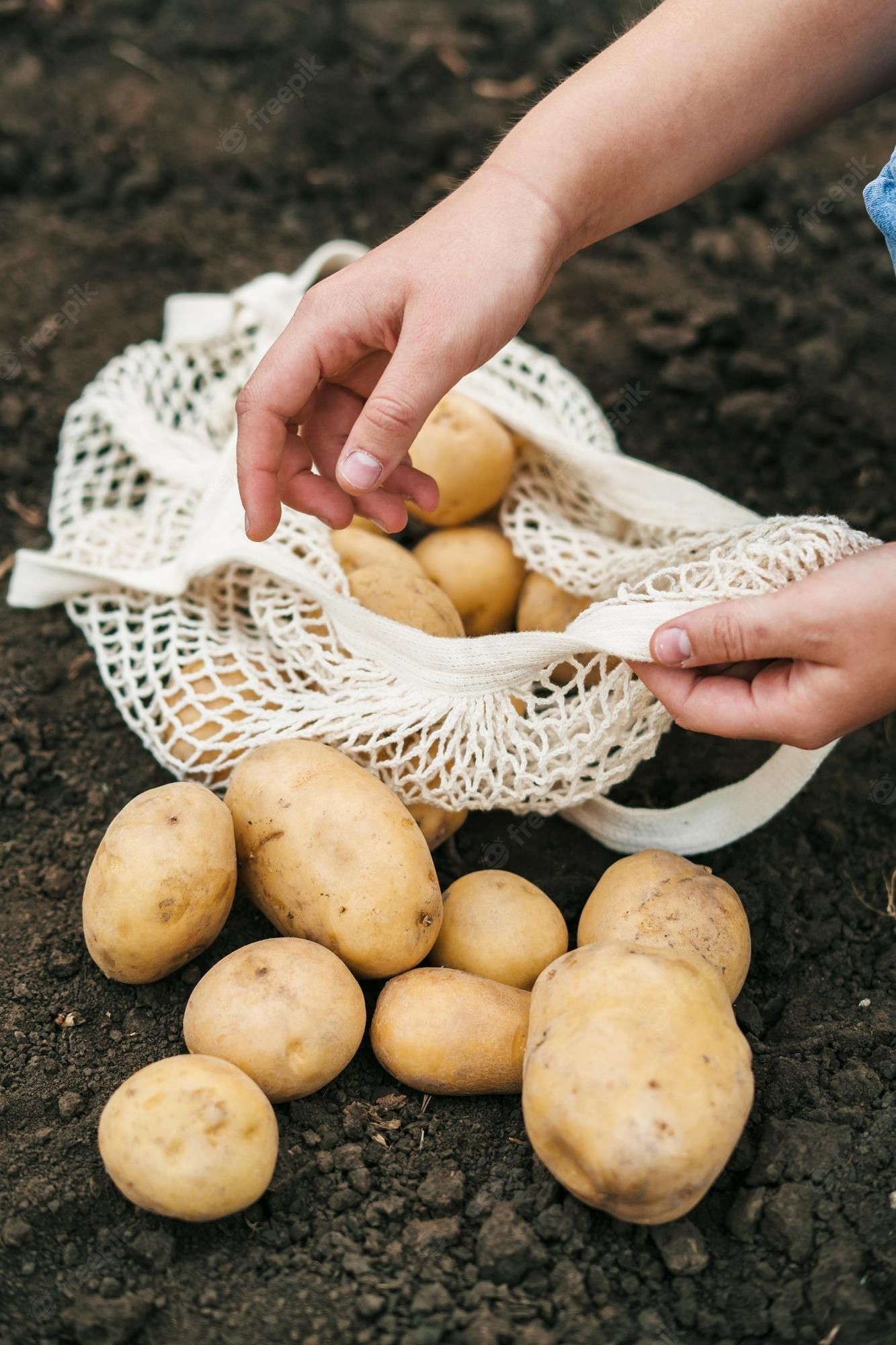 Kartoffelernte, Einkaufsnetz, Hände, Erde, Garten, Hintergrundbild für iPhone und Android