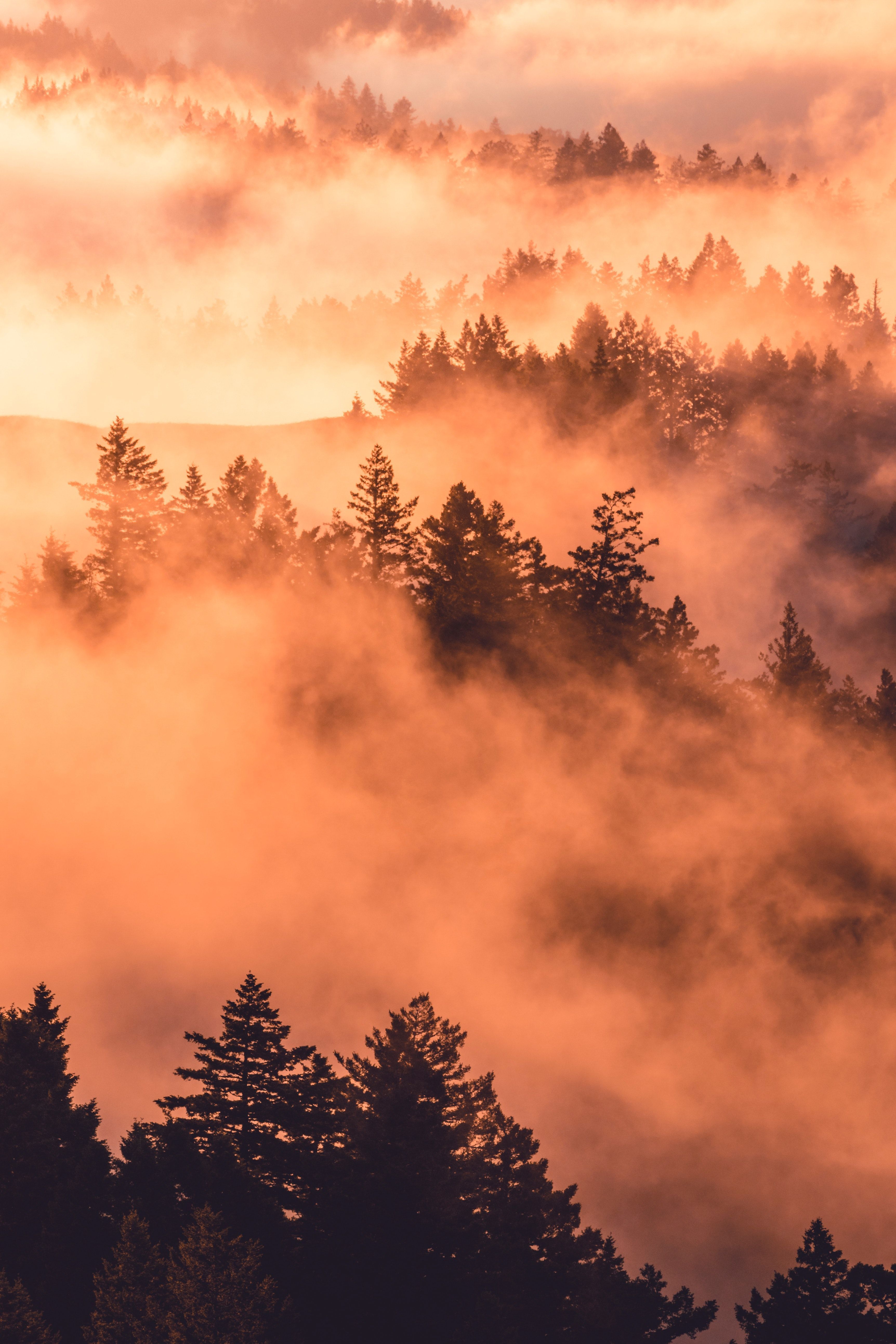 Nebel, Wald, Nadelbäume, Sonnenaufgang, Orange, Luftaufnahme, QHD+, Tablet-Hintergrund