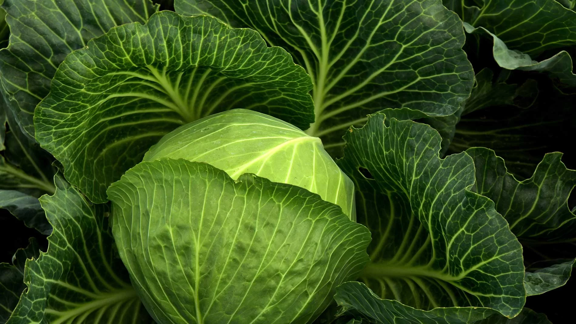 Weißkohl, Kohlkopf, Grüne Blätter, Nahaufnahme, Gemüse, HD, Hintergrund für den Desktop