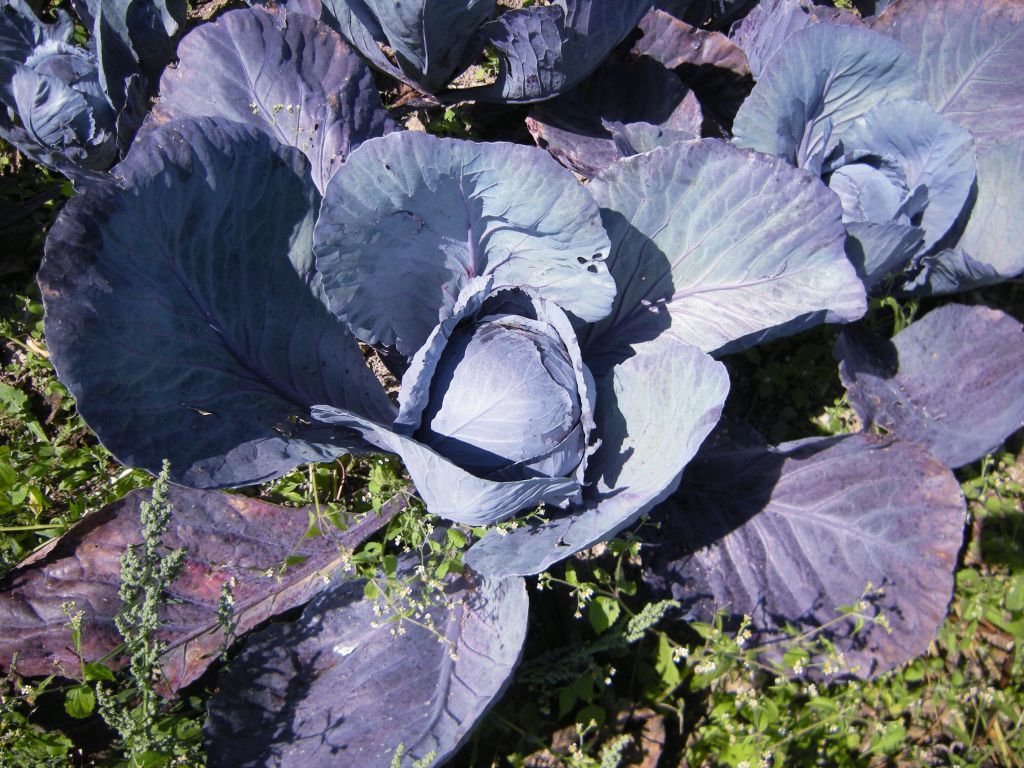 Rotkohl, Blaukraut, Gemüsebeet, Blätter, Ernte, Hintergrundbild für iPad und Tablet