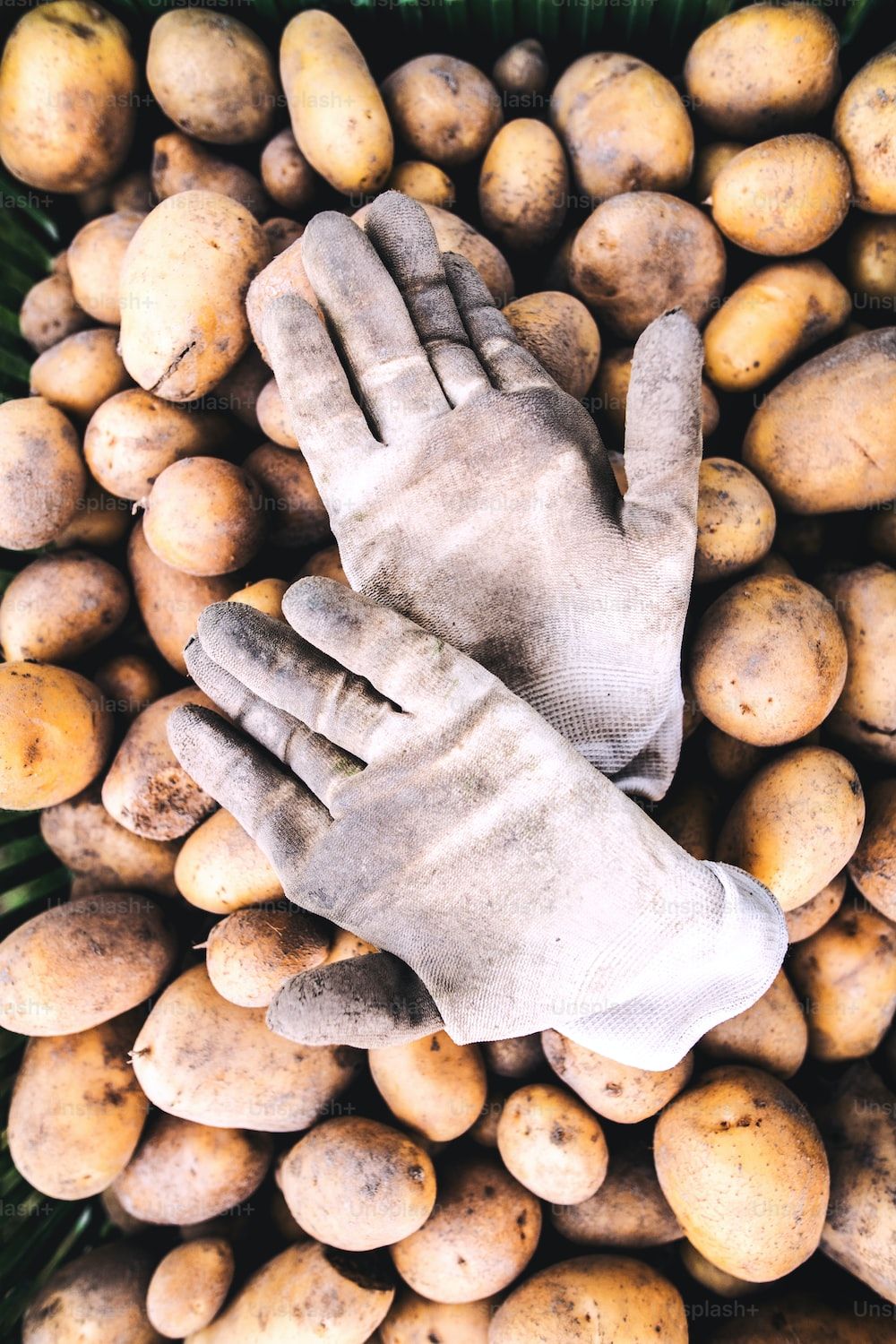Kartoffeln, Handschuhe, Draufsicht, Stillleben, Erntezeit, HD, iPhone-Hintergrundbild