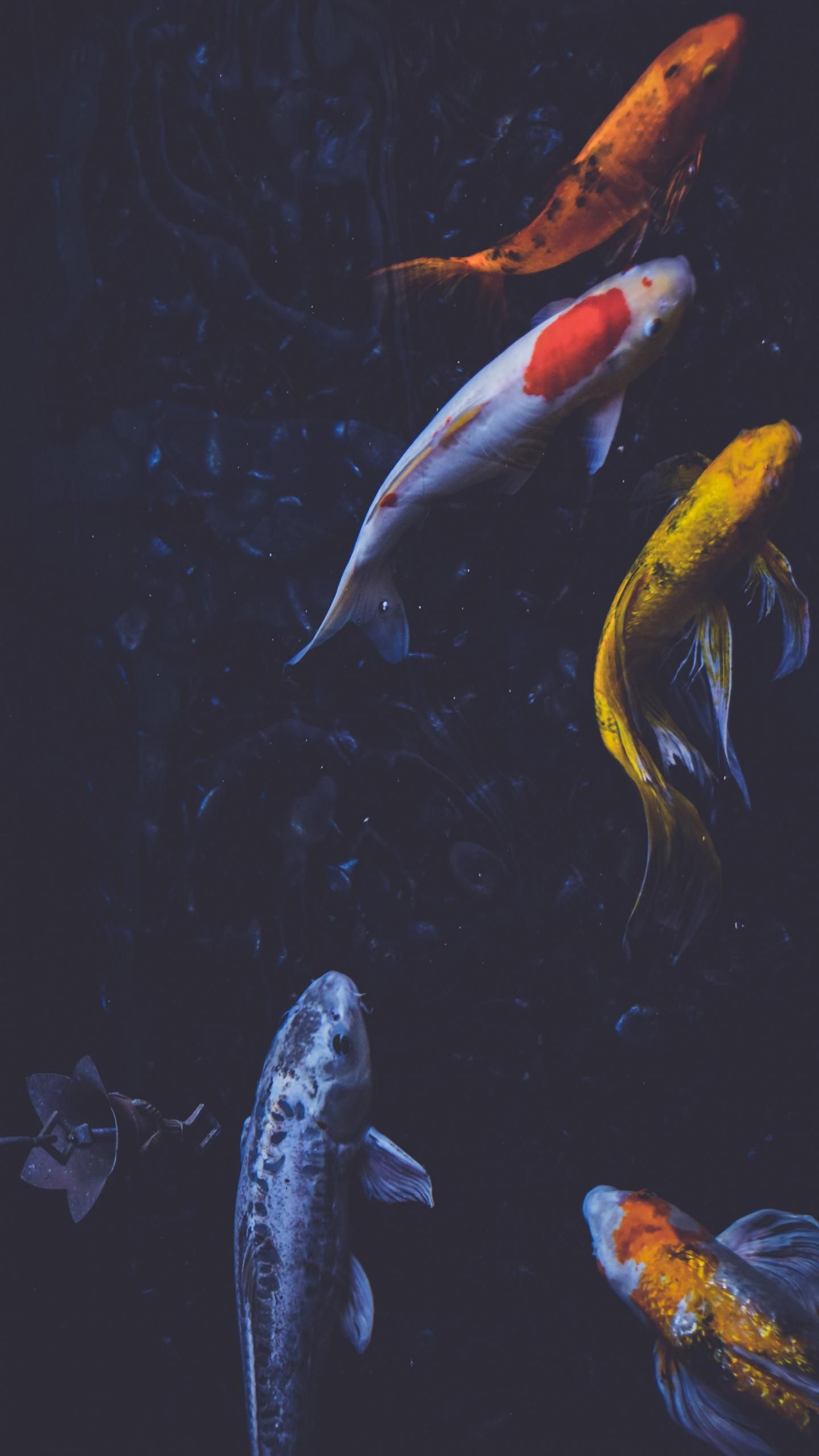Koi-Karpfen, Teich, Dunkles Wasser, Draufsicht, Hochformat, Android-Hintergrundbild