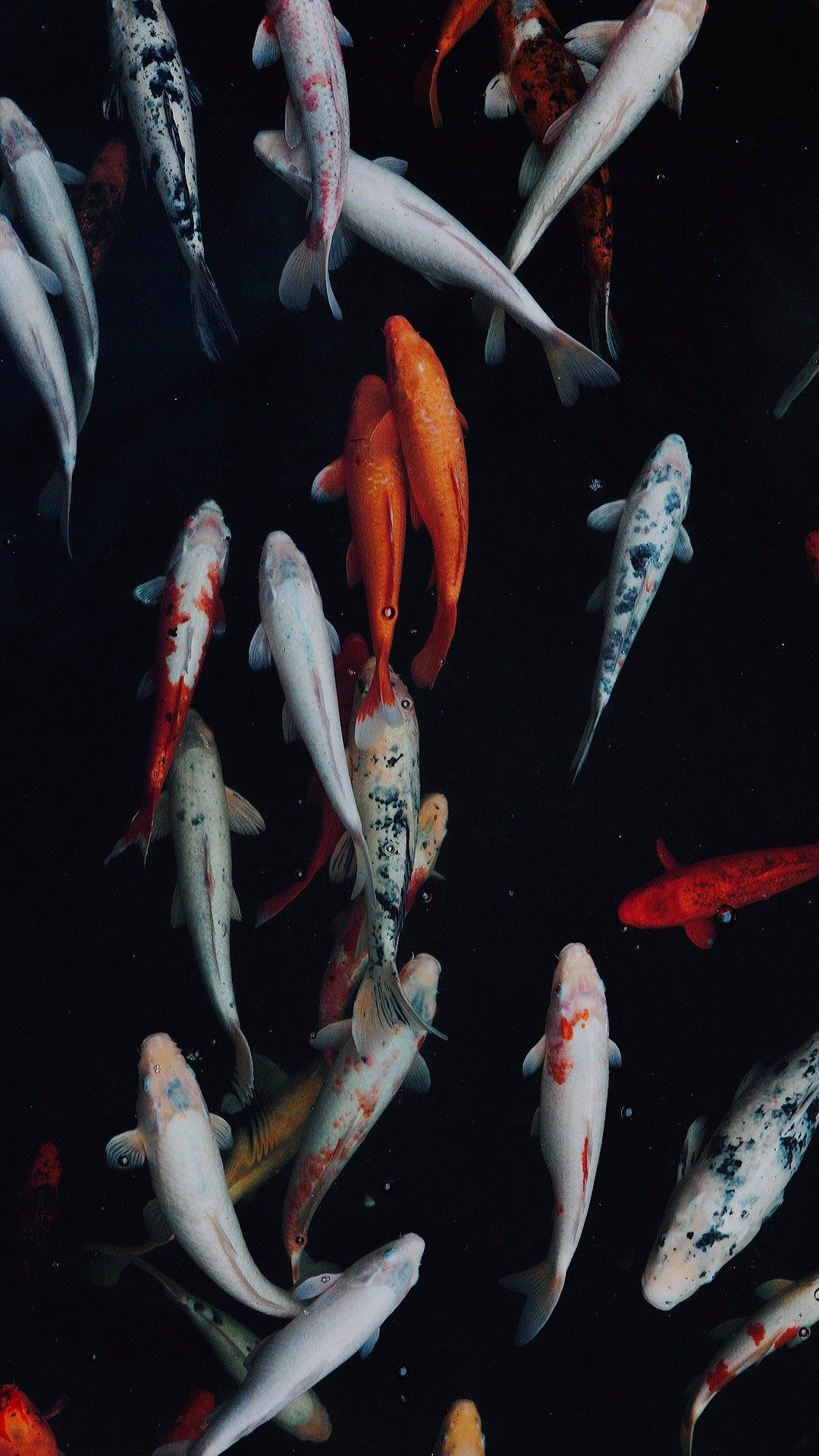 Koi-Schwarm, Koi-Teich, Dunkel, Draufsicht, Rot und Weiß, 1080x1920, Handy-Hintergrund
