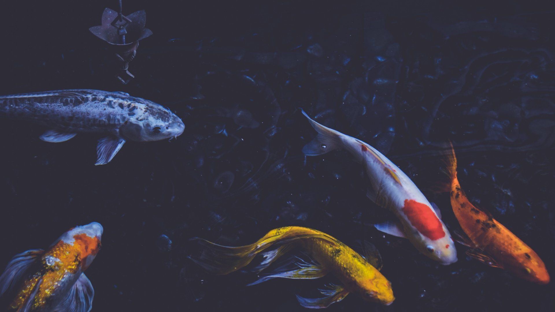 Koi-Karpfen, Teich, Dunkles Wasser, Kohaku, Draufsicht, 16:9, Full-HD-Hintergrundbild für den Desktop