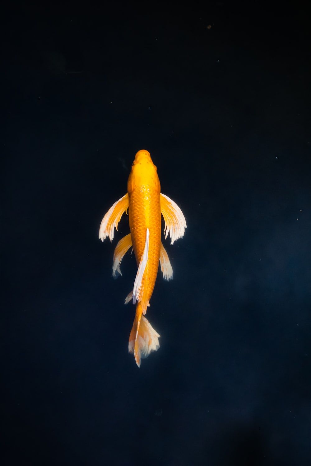 Goldener Koi, Schwarzer Hintergrund, Draufsicht, Minimalistisch, Sperrbildschirm fürs iPhone