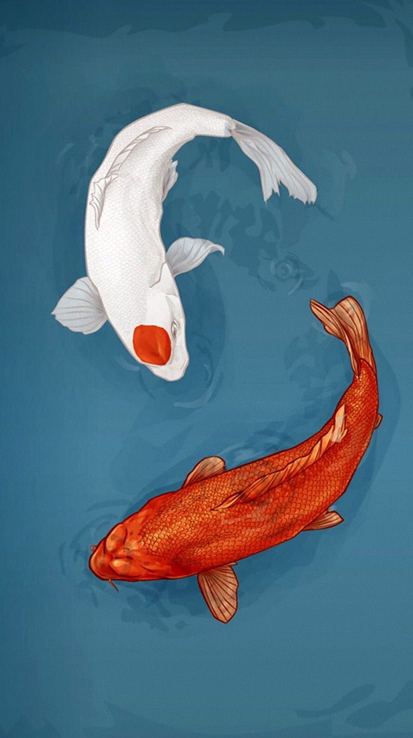 Koi, Yin und Yang, Weißer Koi, Roter Koi, Blauer Hintergrund, Sperrbildschirm fürs iPhone