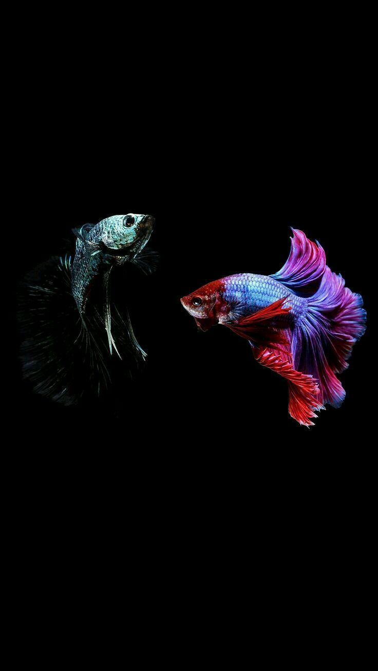 Kampffisch, Betta, Schwarzer Hintergrund, Bunte Flossen, Sperrbildschirm fürs iPhone