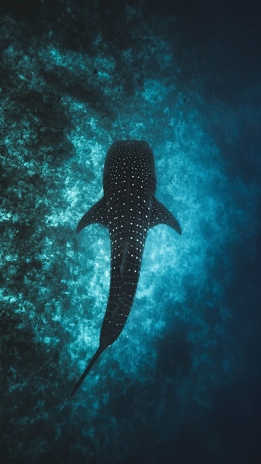 Walhai, Ozean, Unterwasser, Türkis, Draufsicht, Hochformat, Hintergrundbild fürs Smartphone