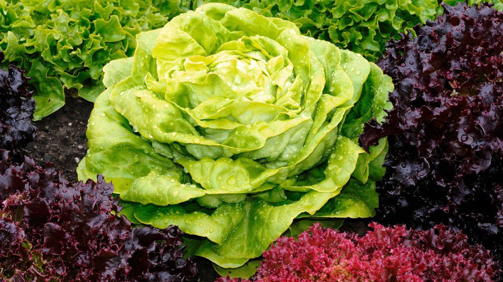 Kopfsalat, Salatkopf, Lollo Rosso, Gemüsebeet, Grün, 16:9, HD-Hintergrundbild für den Desktop