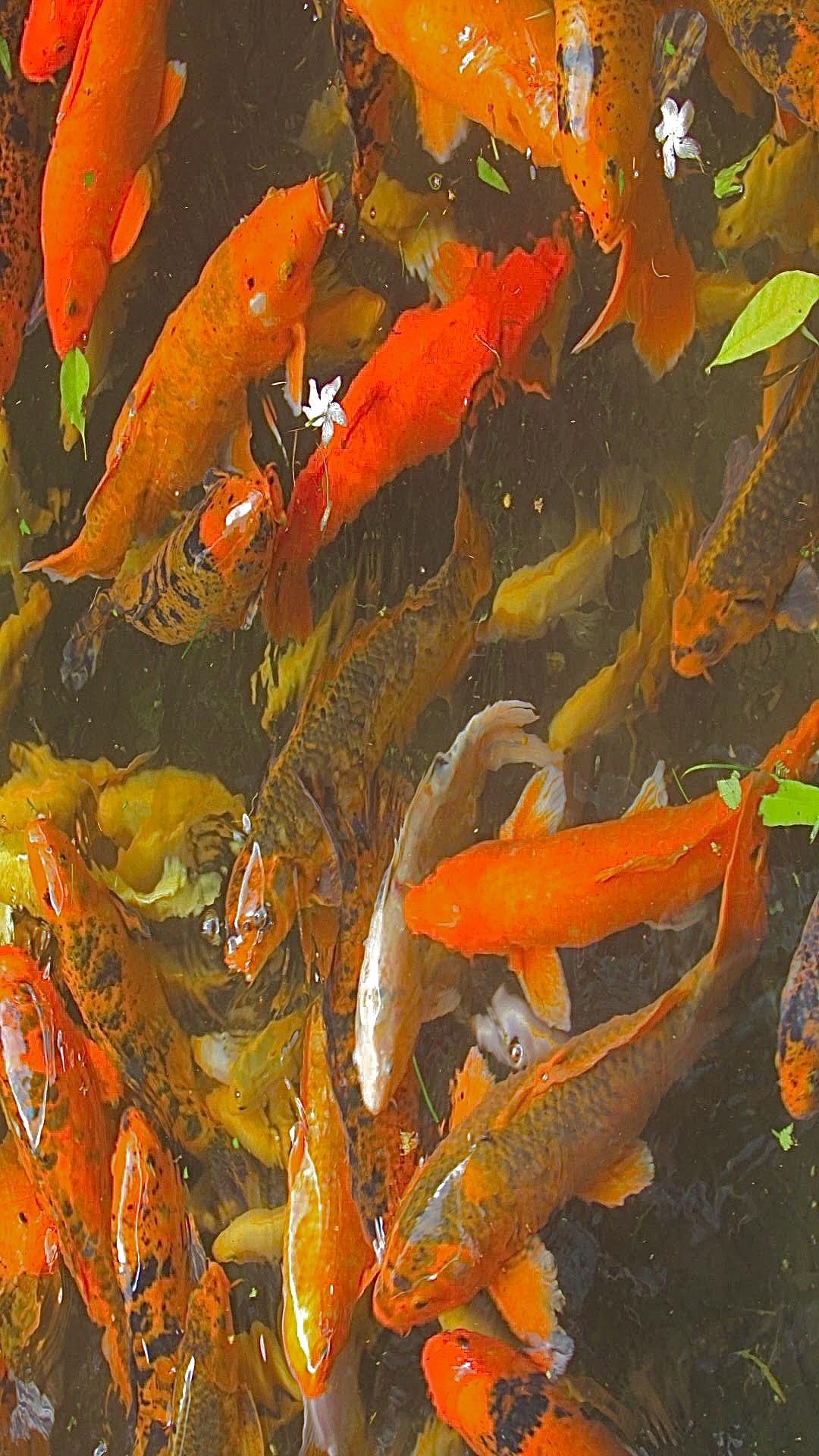Koi-Schwarm, Orange Fische, Teich, Gedränge, Full HD, Handy-Hintergrund im Hochformat