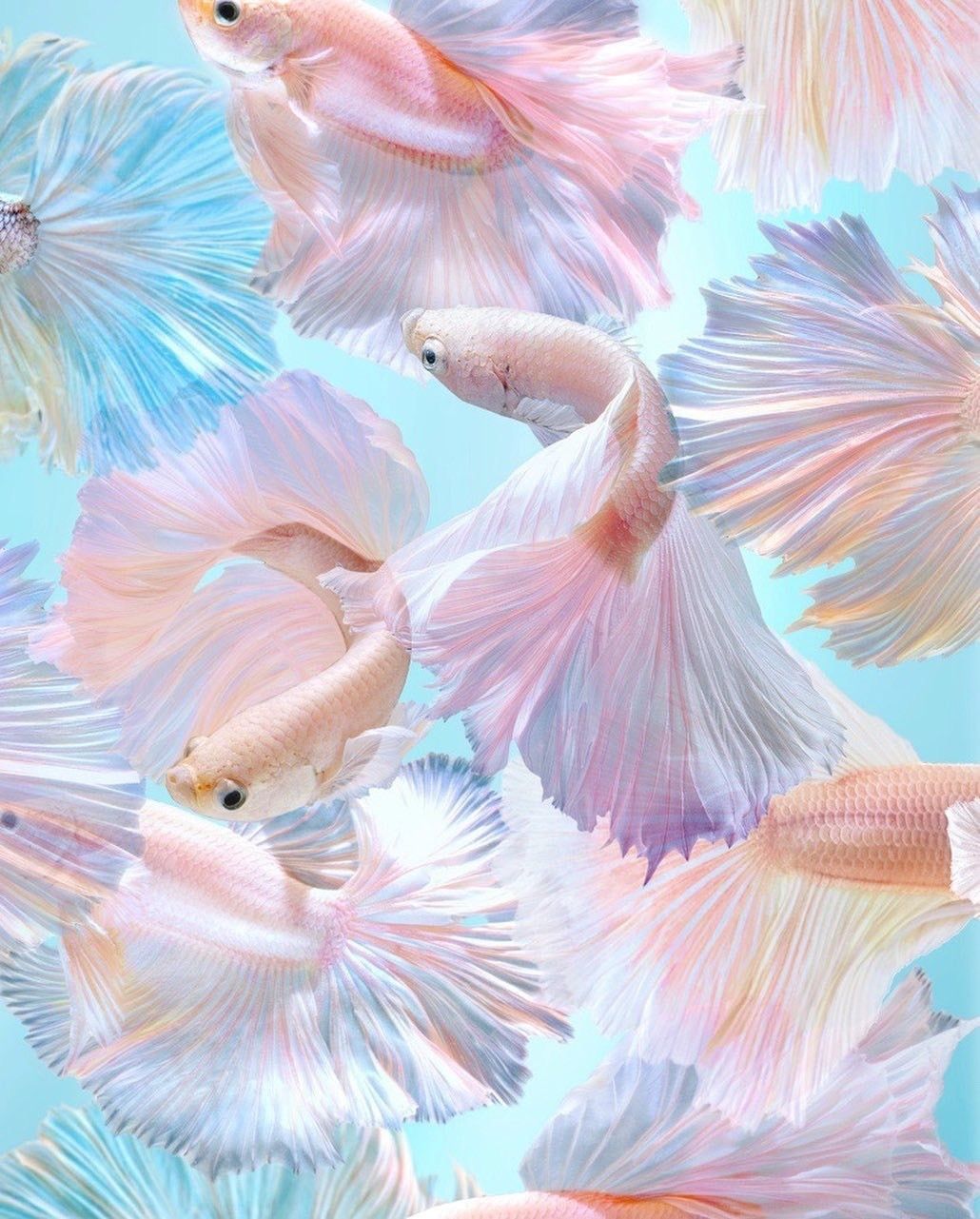 Kampffisch, Betta, Schleierflossen, Pastell, Irisierend, Hintergrundbild fürs iPad
