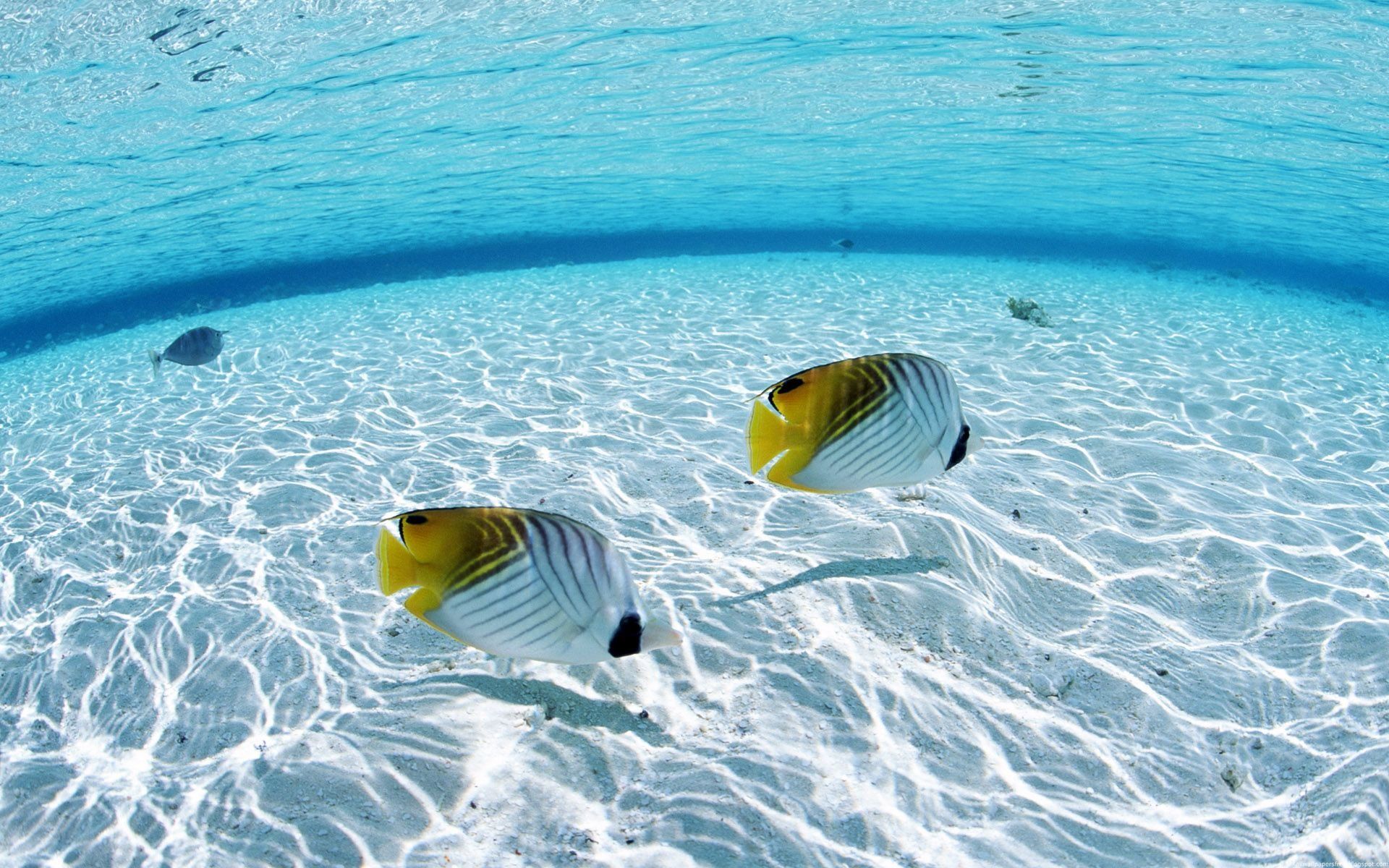Falterfische, Tropische Fische, Klares Wasser, Sandboden, Unterwasser, Full HD, Laptop-Hintergrundbild