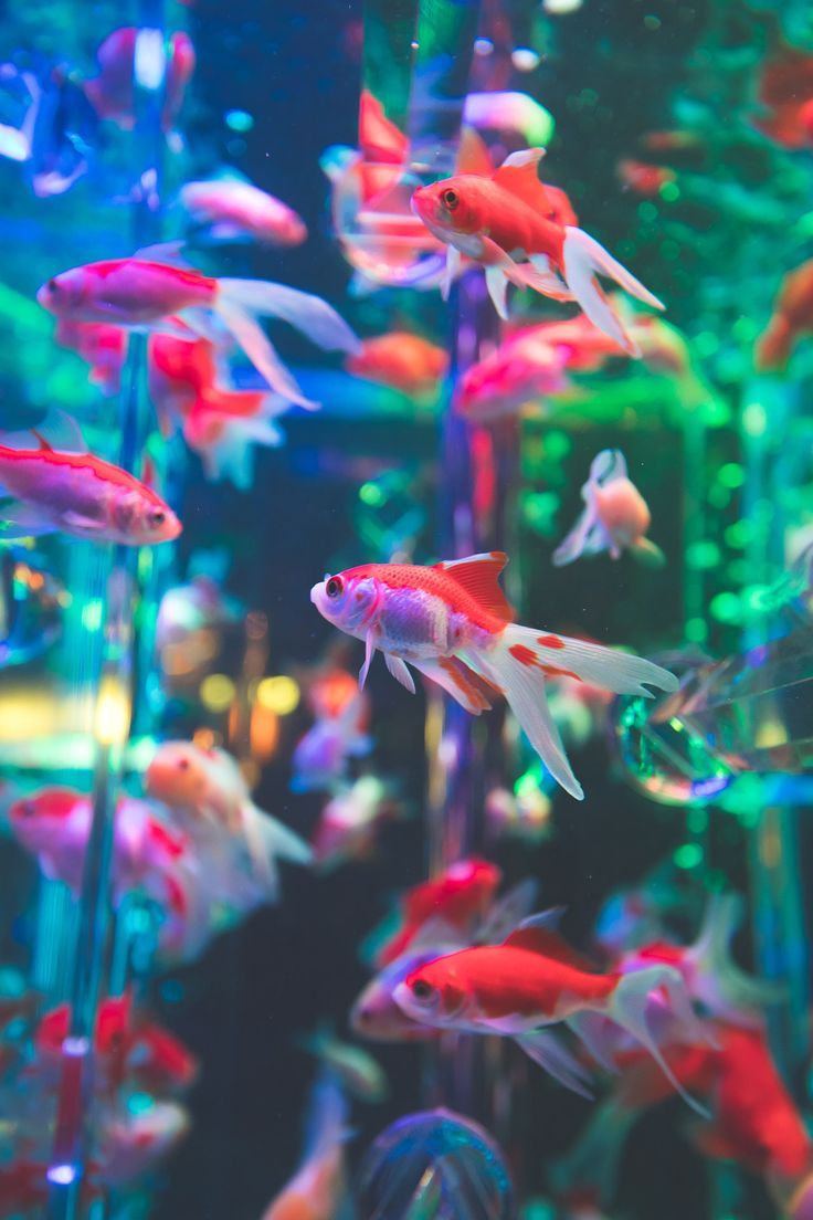 Goldfische, Aquarium, Bunte Lichter, Neonfarben, Hochformat, HD, Handy-Hintergrund