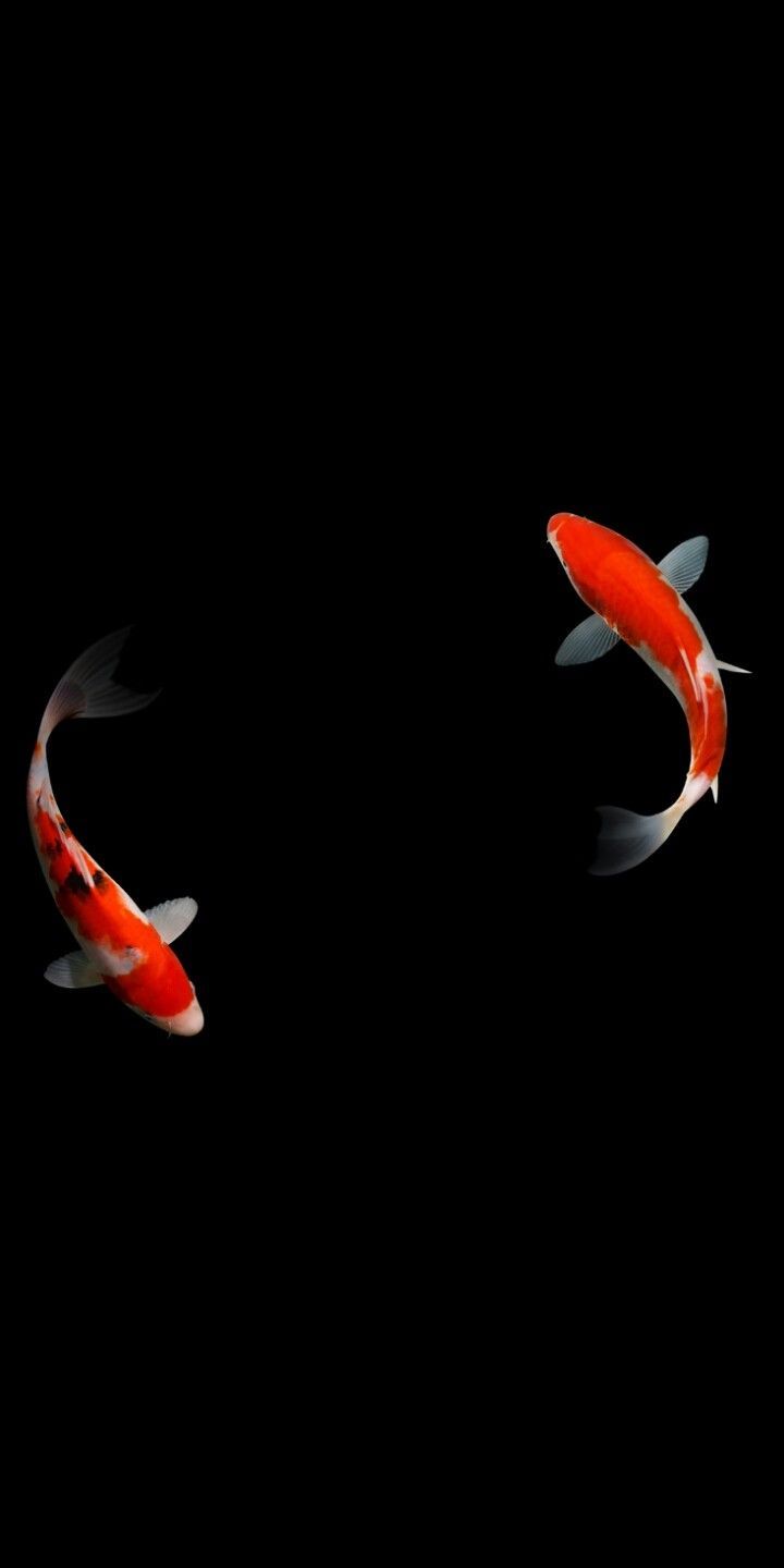 Koi, Schwarzer Hintergrund, Minimalistisch, Paar, Hochformat, Sperrbildschirm fürs iPhone