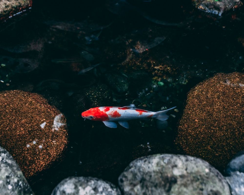 Koi, Teich, Steine, Dunkles Wasser, Kohaku, Hintergrundbild