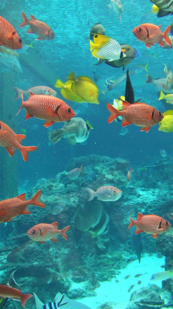 Korallenriff, Tropische Fische, Fischschwarm, Unterwasser, Türkis, HD, Handy-Hintergrund