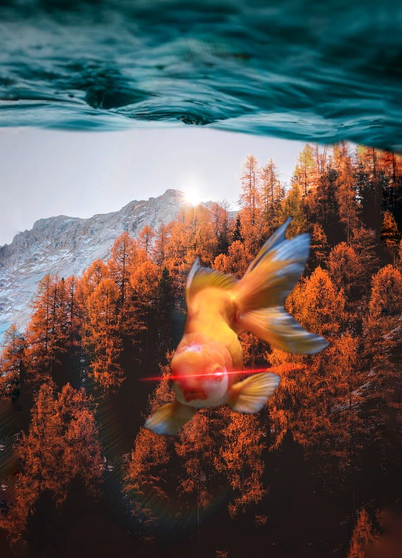 Goldfisch, Doppelbelichtung, Herbstwald, Berge, Surreal, HD, iPad-Hintergrundbild