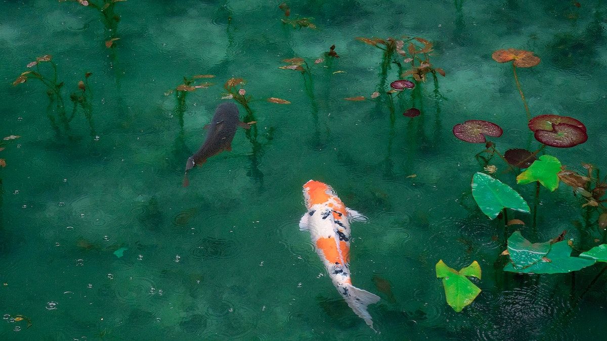 Koi, Seerosenteich, Klares Wasser, Seerosenblätter, Grün, Hintergrund