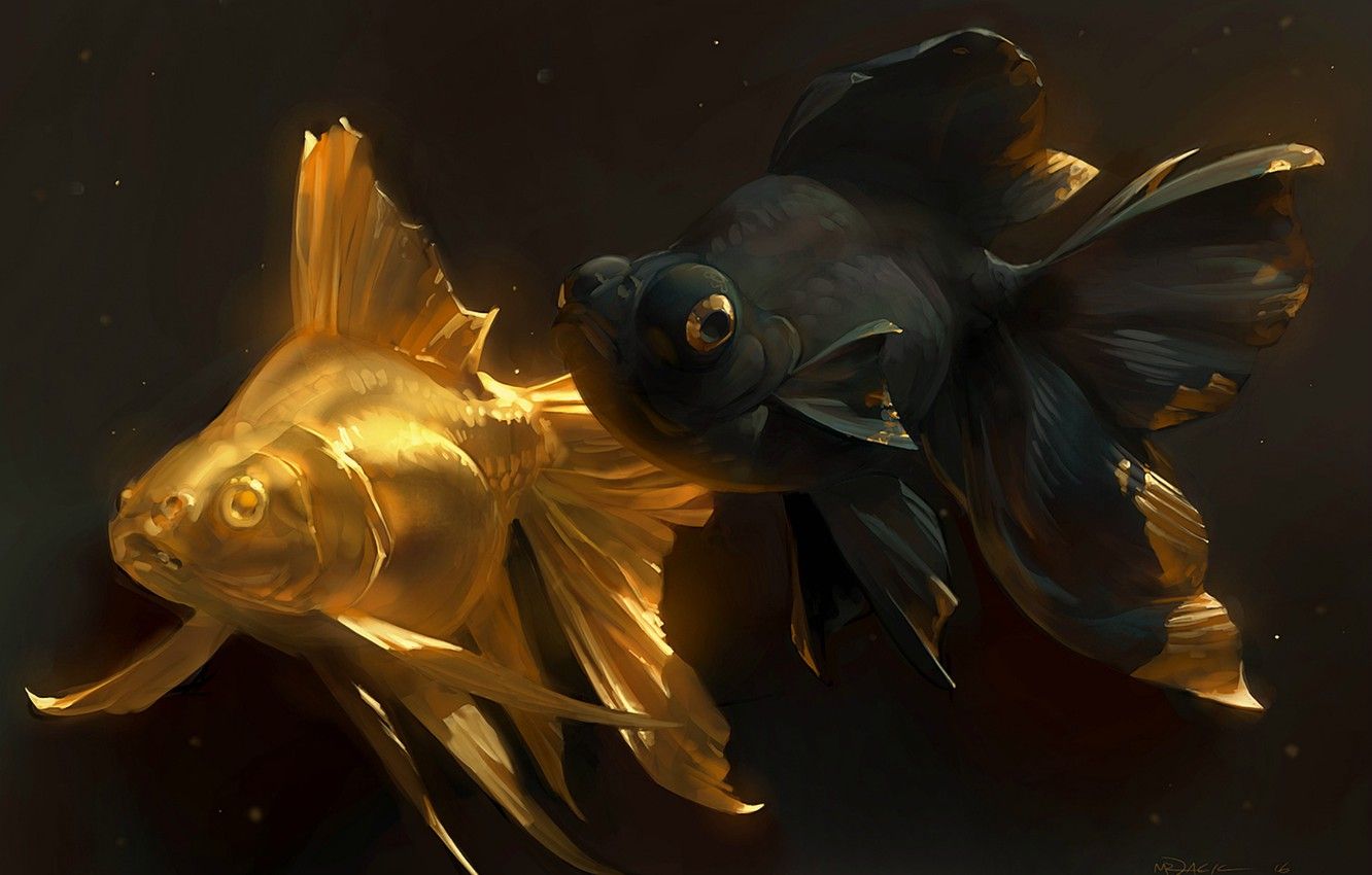 Goldfische, Schleierschwanz, Gold und Schwarz, Dunkler Hintergrund, HD Wallpaper