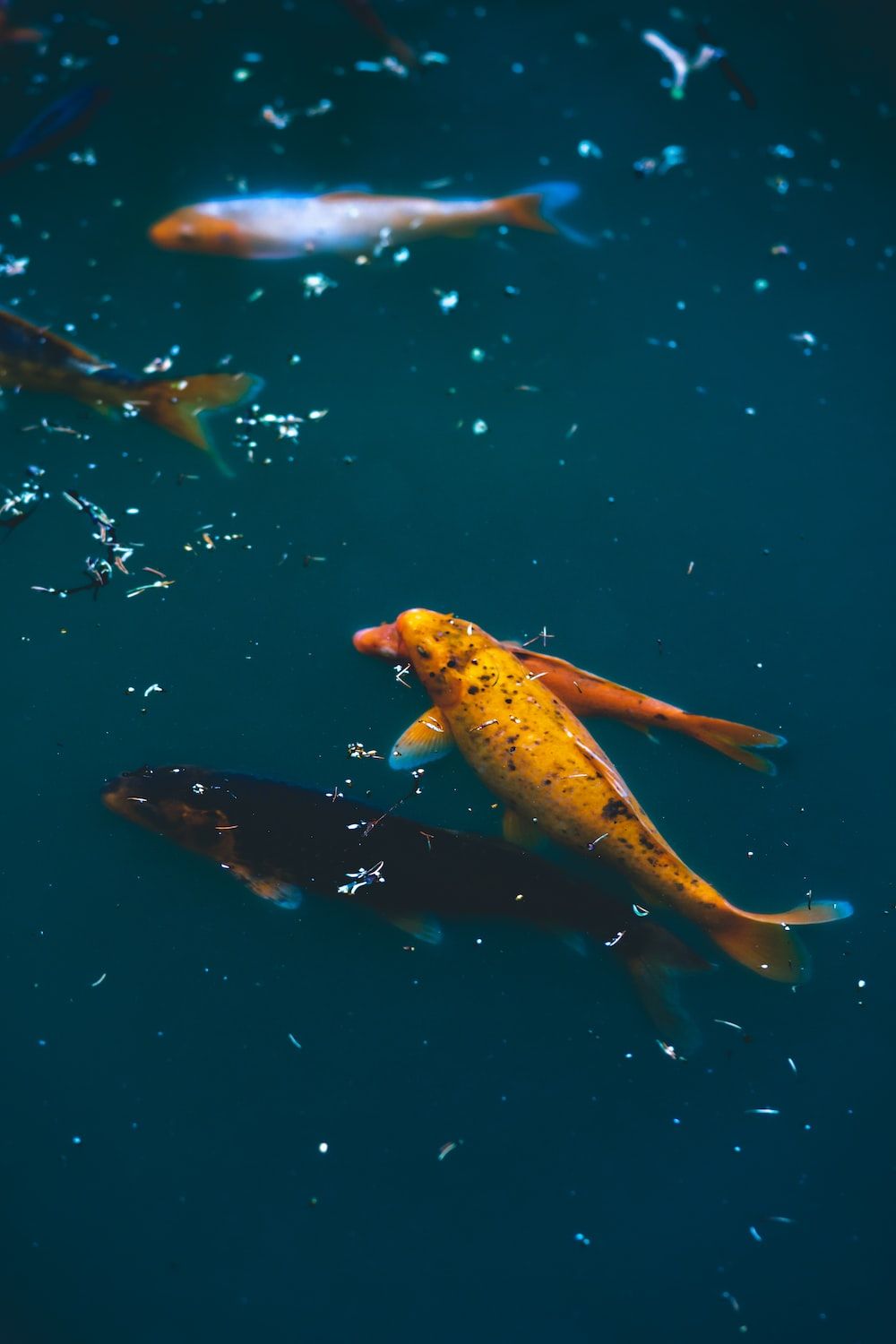 Koi, Unterwasser, Dunkeltürkis, Hochformat, HD, Sperrbildschirm fürs iPhone