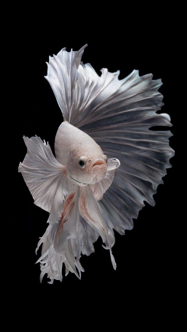 Kampffisch, Betta, Weiße Flossen, Schwarzer Hintergrund, Sperrbildschirm fürs iPhone