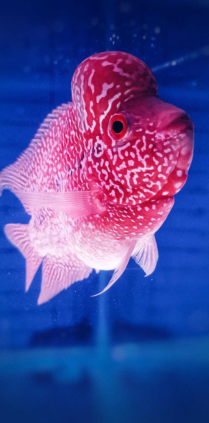 Flowerhorn, Buntbarsch, Aquarium, Blauer Hintergrund, Rosa, Sperrbildschirm fürs iPhone