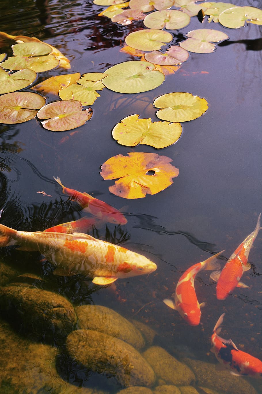 Koi, Seerosenblätter, Teich, Herbst, Orange, HD, Handy-Hintergrund im Hochformat