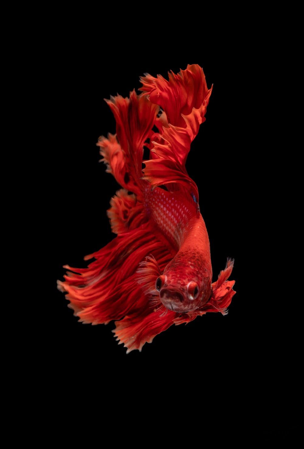Kampffisch, Betta, Rote Flossen, Schwarzer Hintergrund, HD Wallpaper