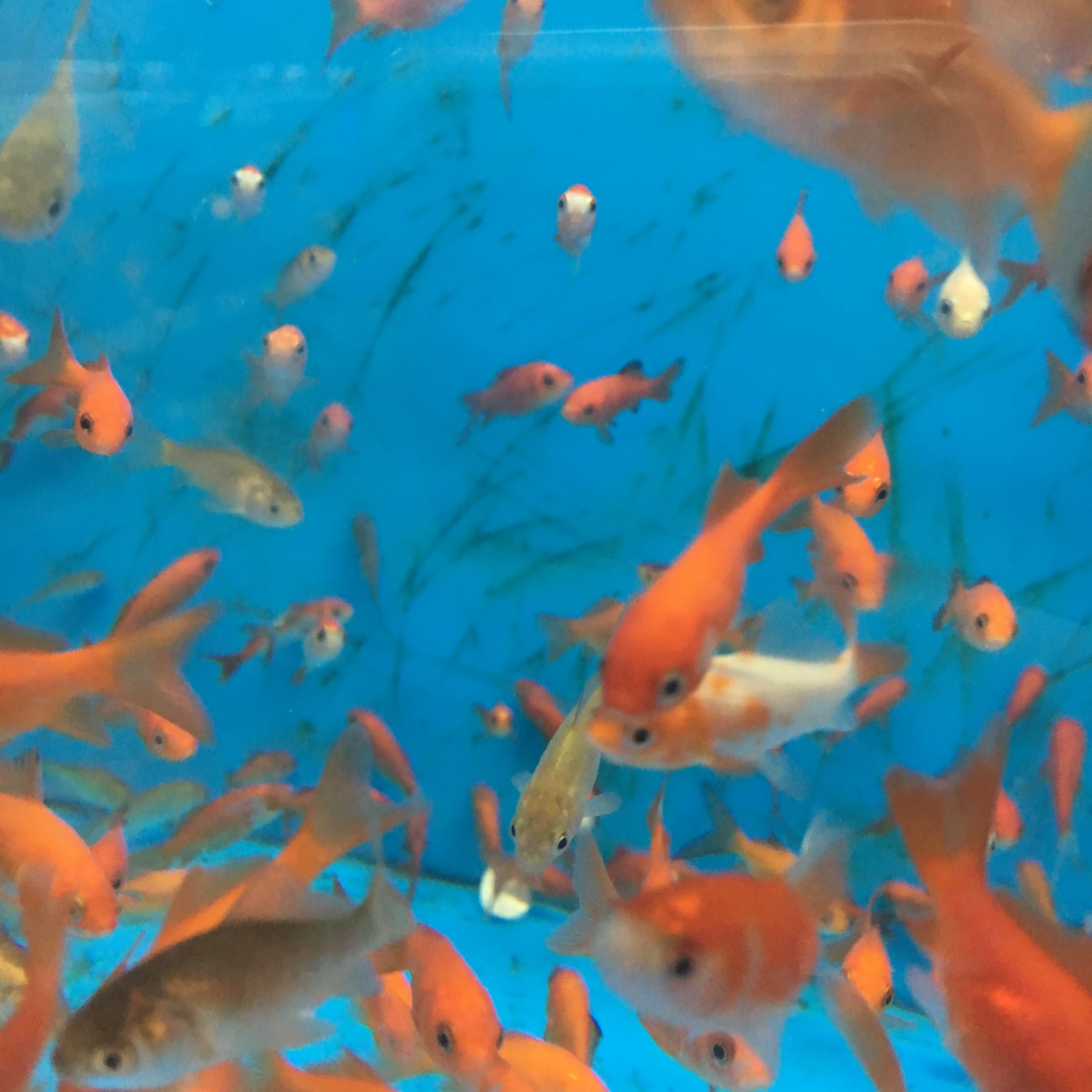 Goldfische, Fischschwarm, Blaues Wasser, Orange, 2K, iPad-Hintergrundbild