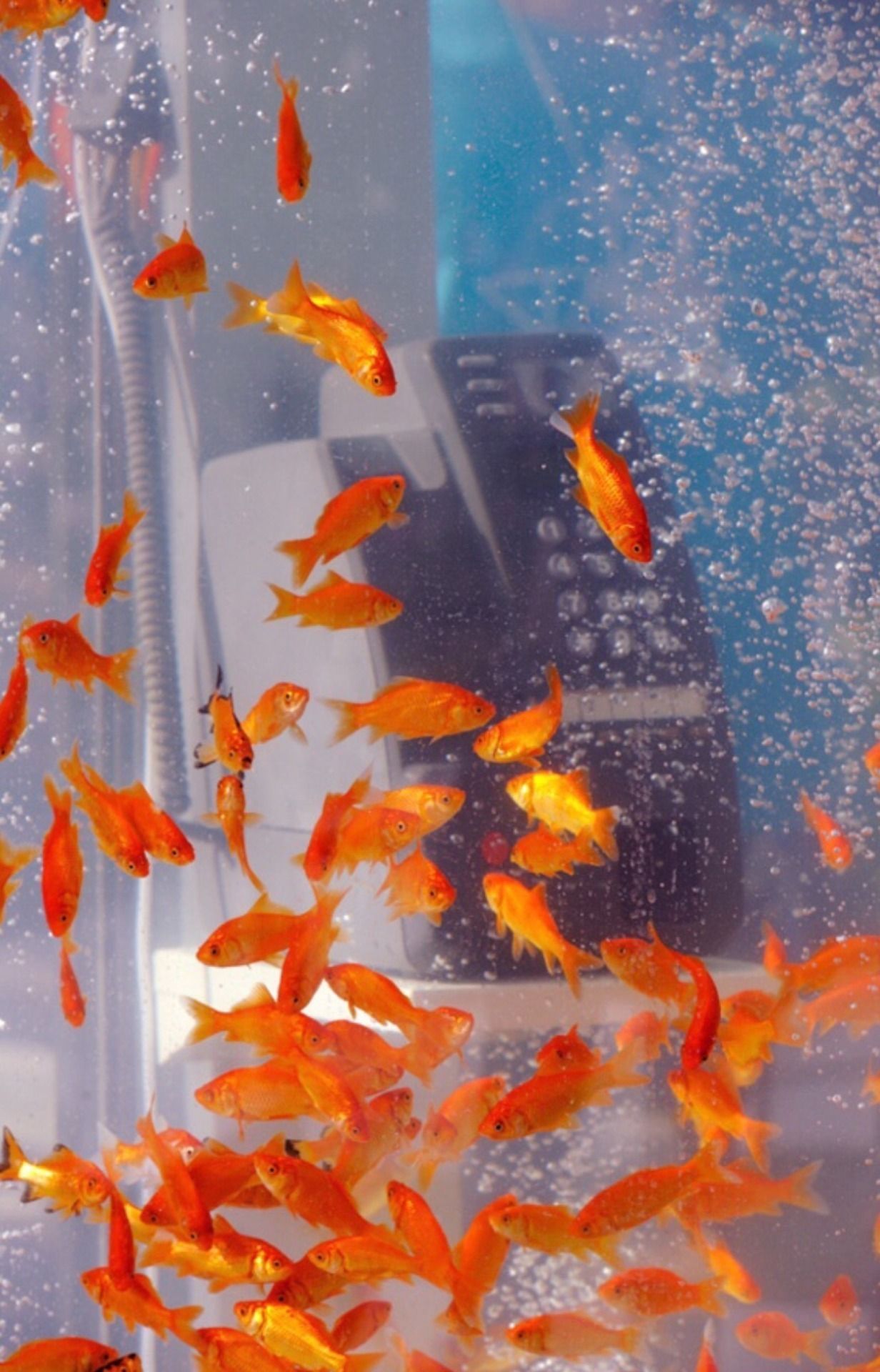 Goldfische, Aquarium, Luftblasen, Orange, Hochformat, Full HD, Sperrbildschirm fürs iPhone