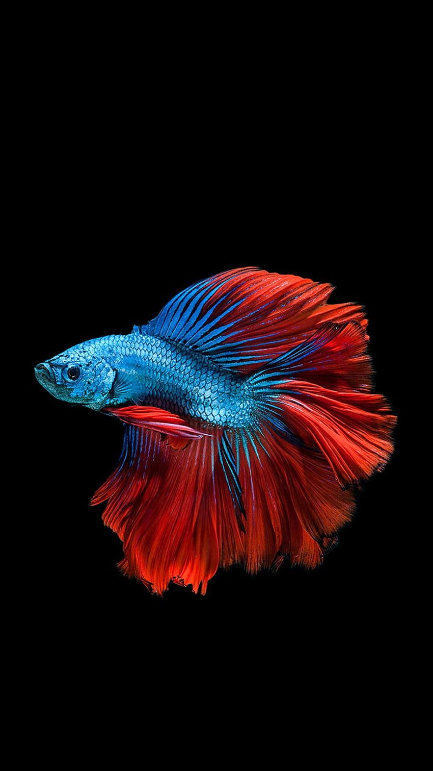 Kampffisch, Betta, Rot und Blau, Schwarzer Hintergrund, HD, Sperrbildschirm fürs iPhone