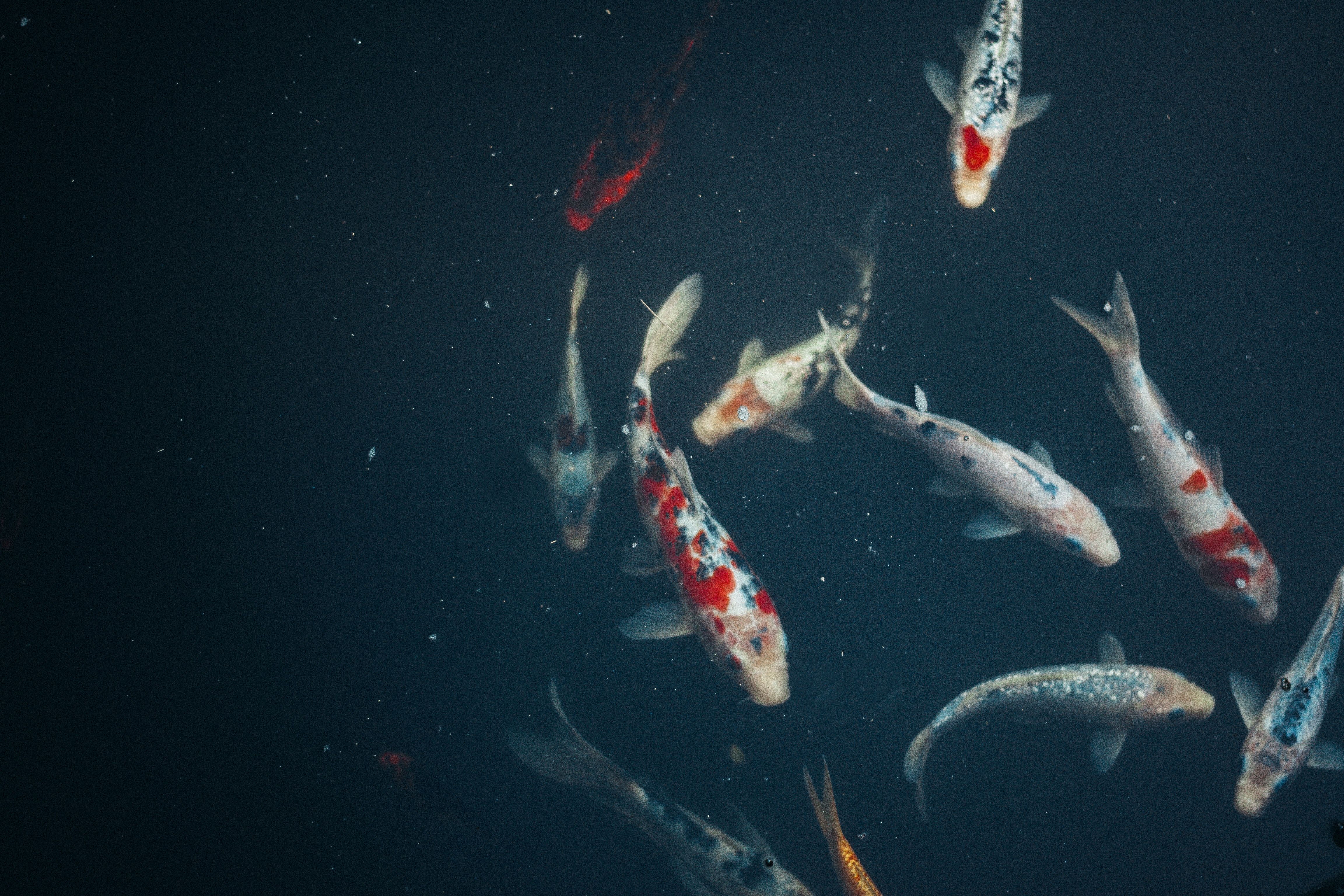 Koi, Koi-Teich, Dunkles Wasser, Draufsicht, Schwarm, 4K, Hintergrund für den Desktop