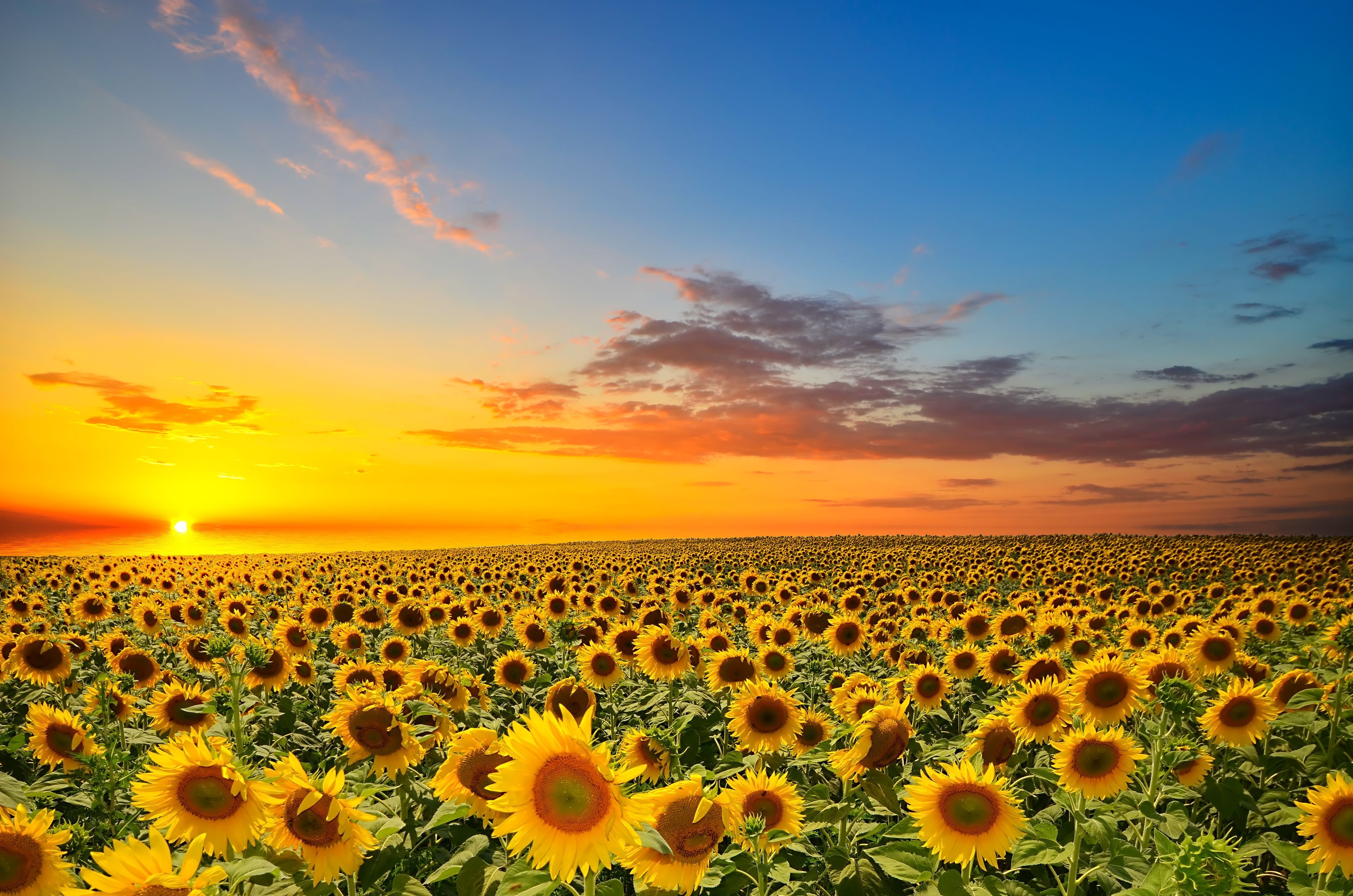 Sonnenblumenfeld, Sonnenblumen, Sonnenuntergang, Abendrot, Sommer, 4K-Hintergrundbild für PC