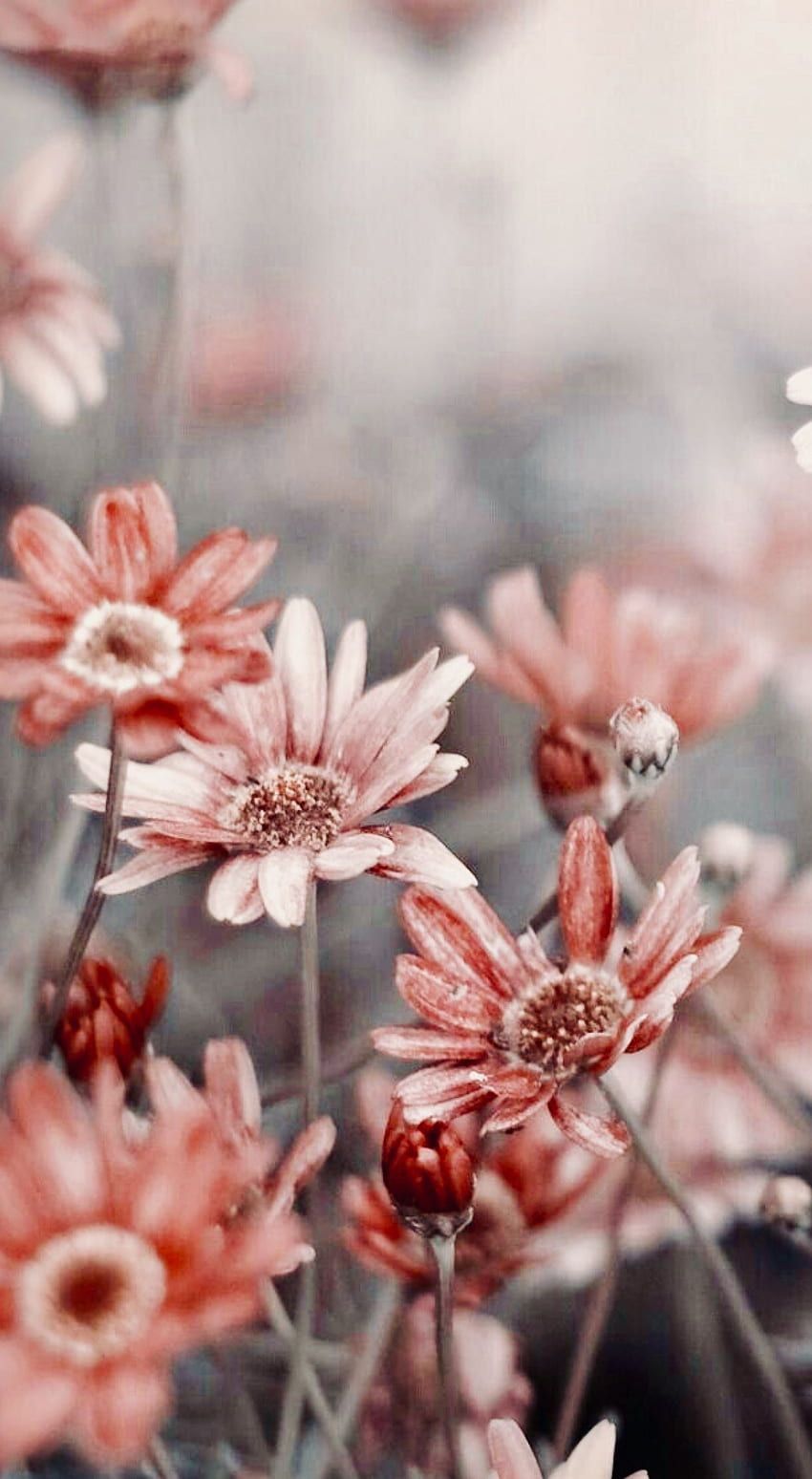 Chrysanthemen, Rosa Blüten, Pastell, Nahaufnahme, Vintage, HD, Handy-Hintergrundbild