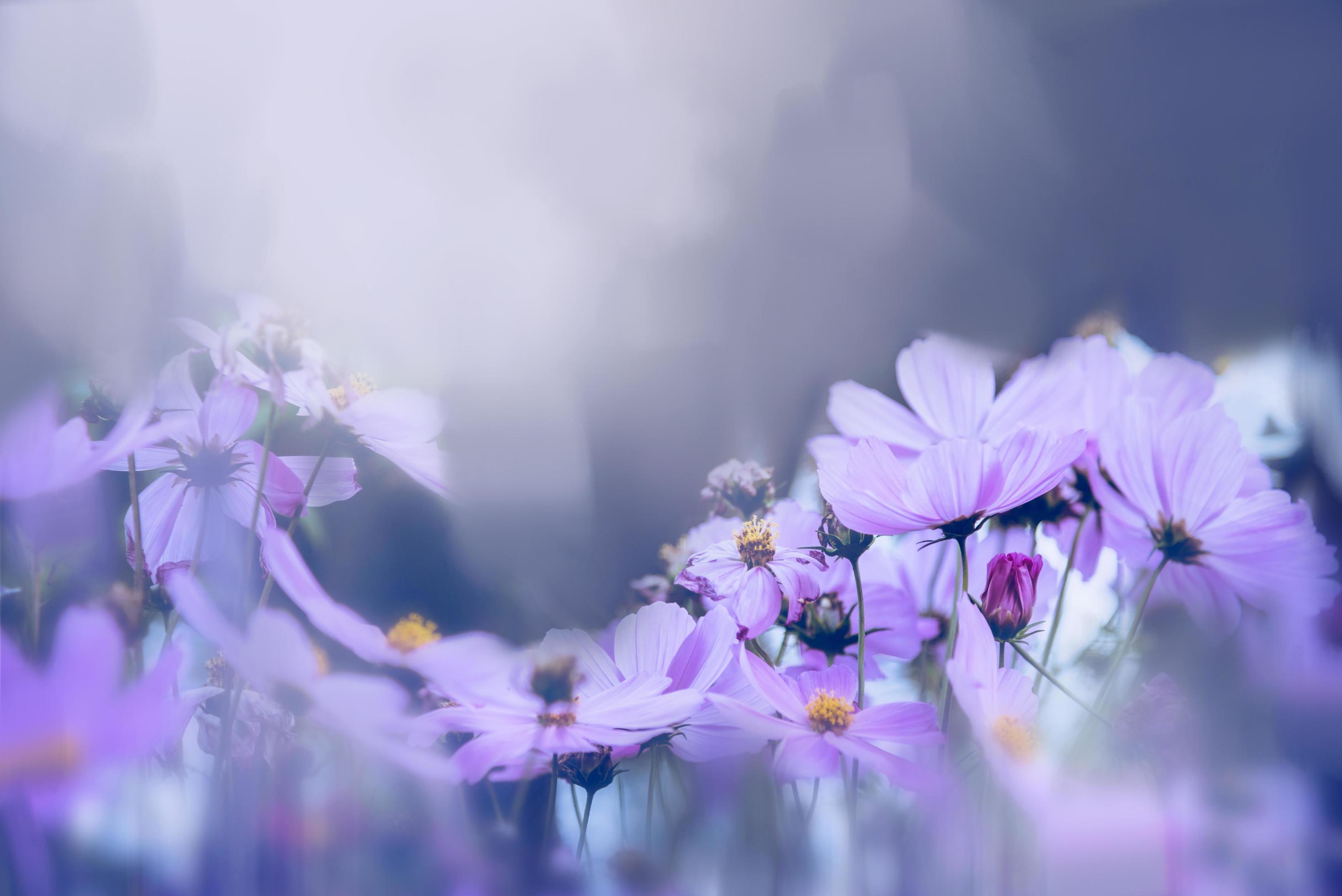 Kosmeen, Lila Blüten, Pastell, Verträumt, Unscharf, 2K, Hintergrundbild für den PC