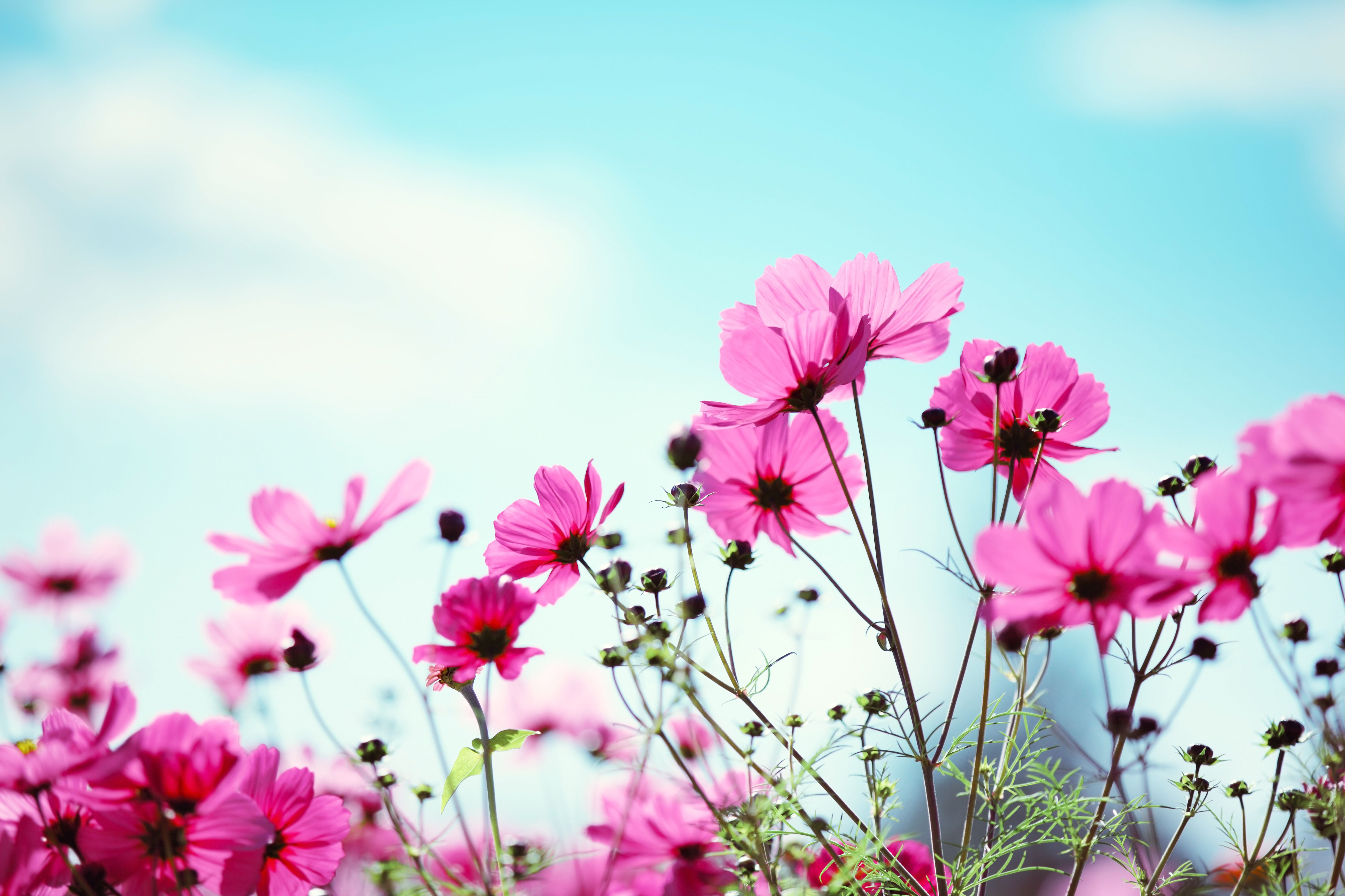 Kosmeen, Pinke Blüten, Froschperspektive, Blauer Himmel, Sommer, 6K, Laptop-Hintergrundbild