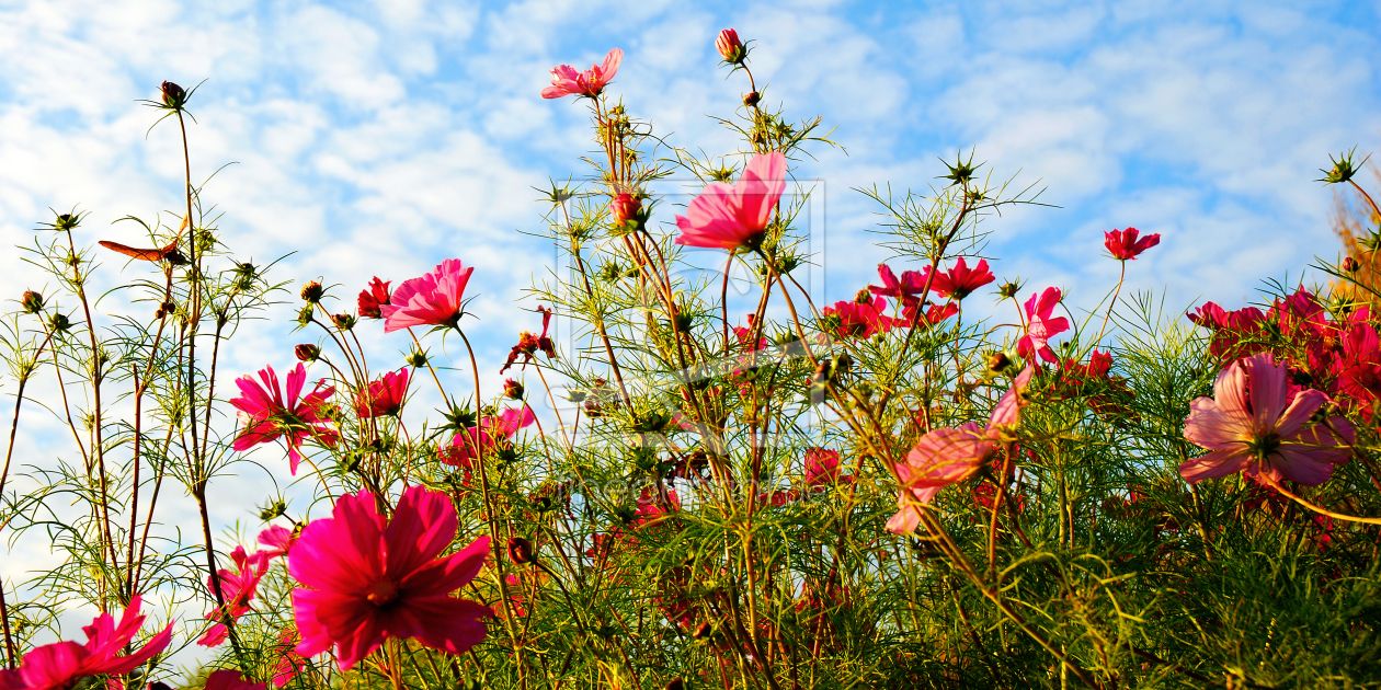 Kosmeen, Rote Blüten, Wolkenhimmel, Froschperspektive, Gräser, Hintergrund