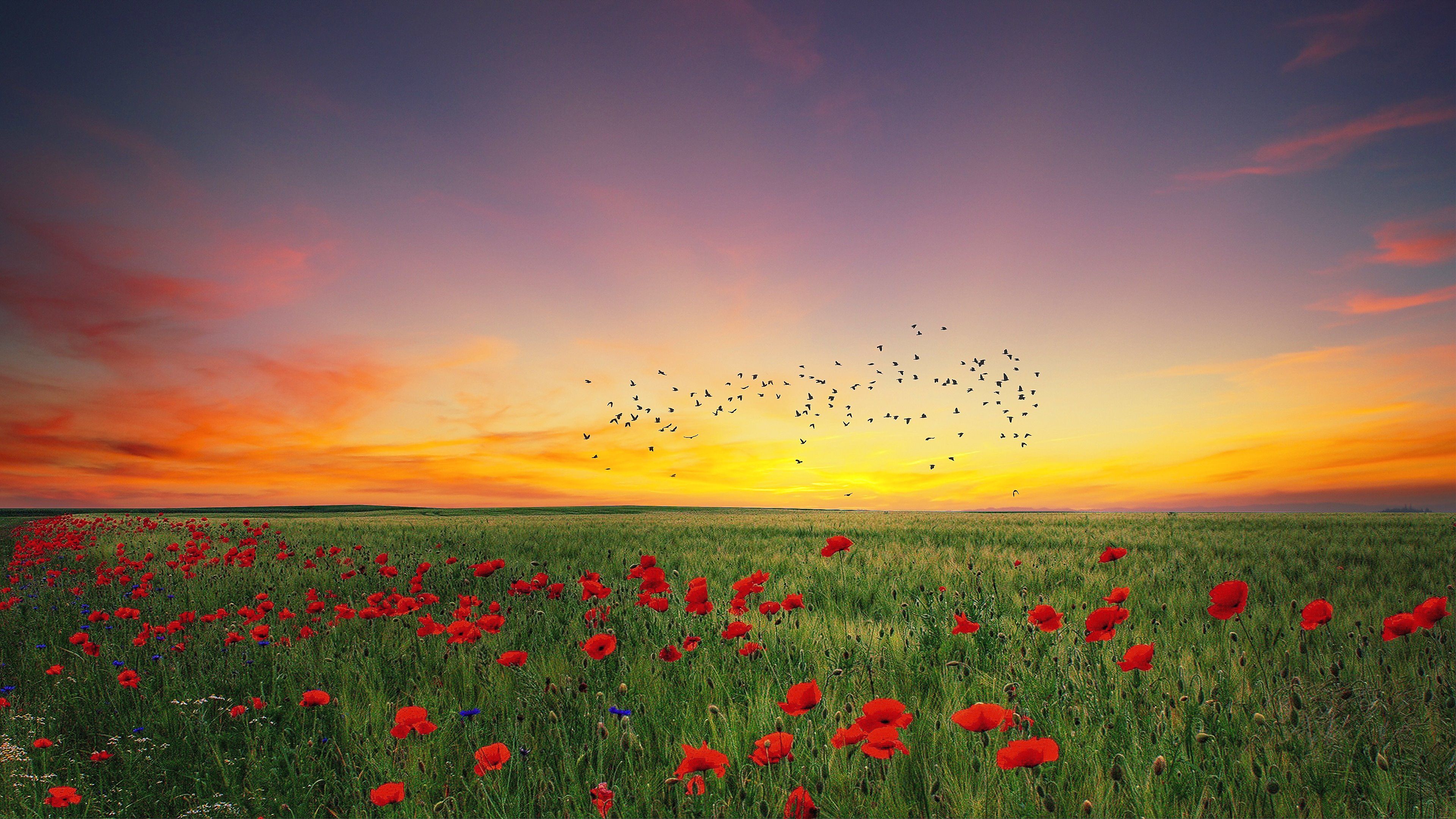 Mohnfeld, Sonnenuntergang, Vogelschwarm, Abendrot, Landschaft, 4K, Laptop-Hintergrundbild