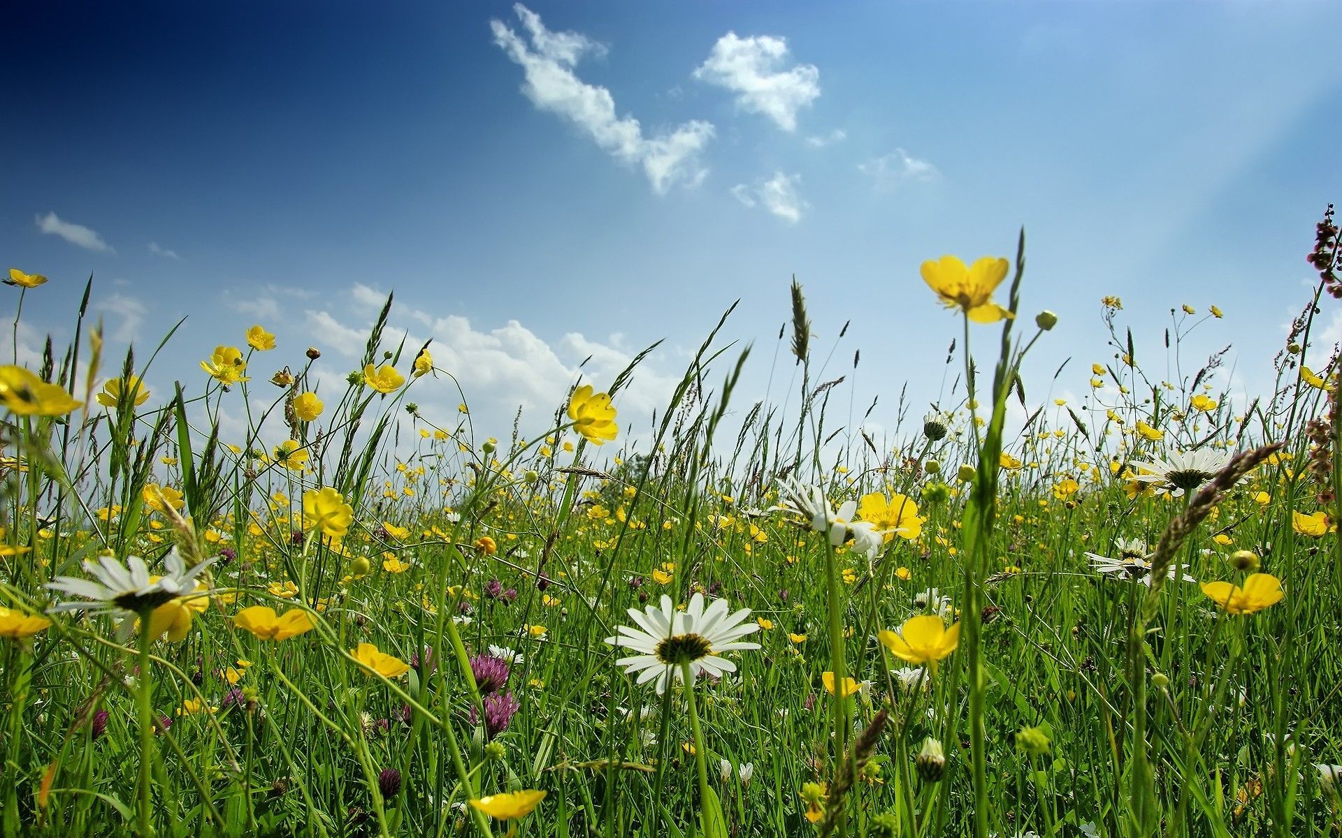 Wildblumen, Margeriten, Gräser, Blauer Himmel, Sommer, 16:10, Full-HD-Hintergrundbild für den Desktop