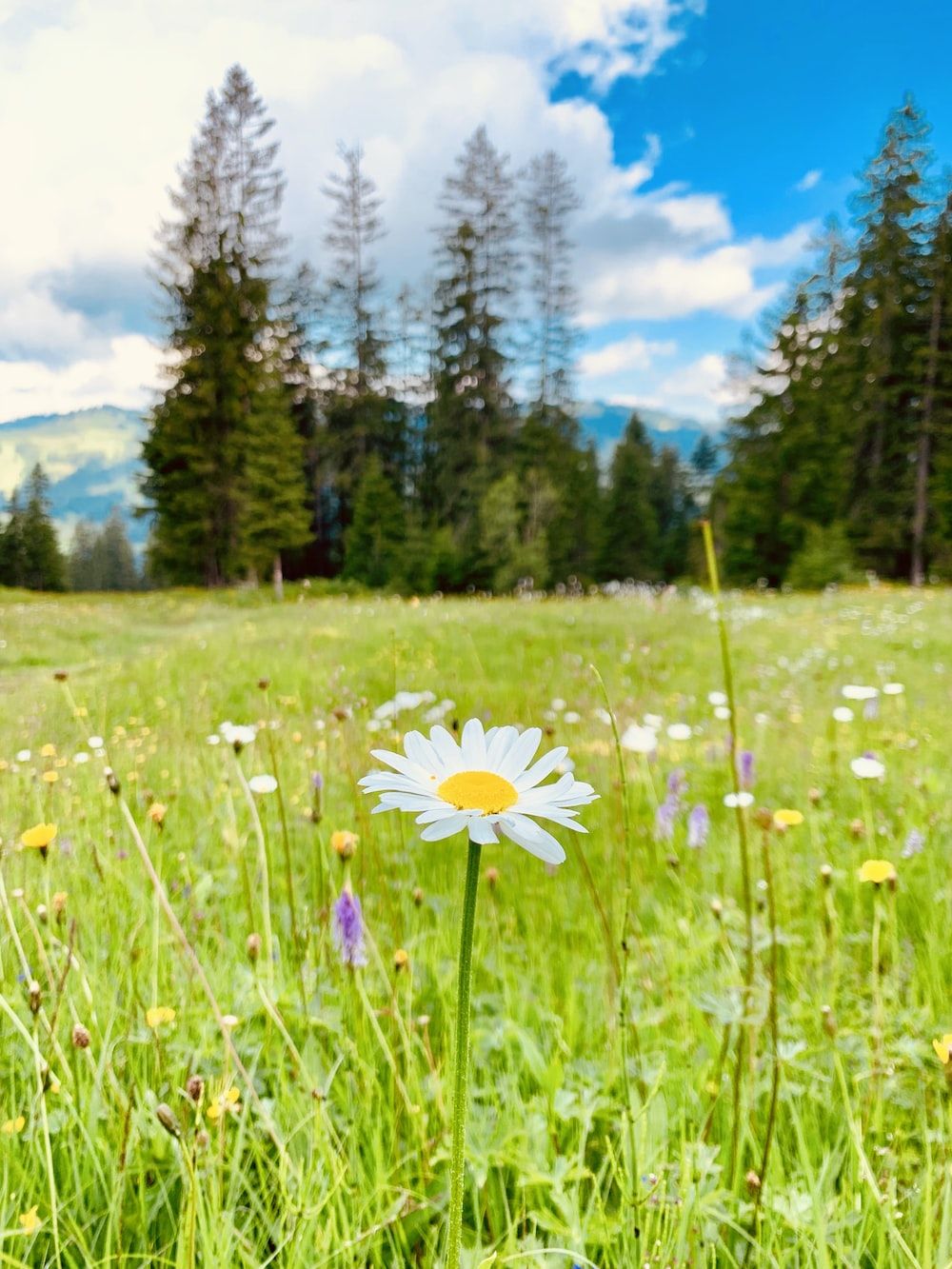 Gänseblümchen, Wiese, Nadelbäume, Grünes Gras, Frühling, HD, iPad-Hintergrundbild