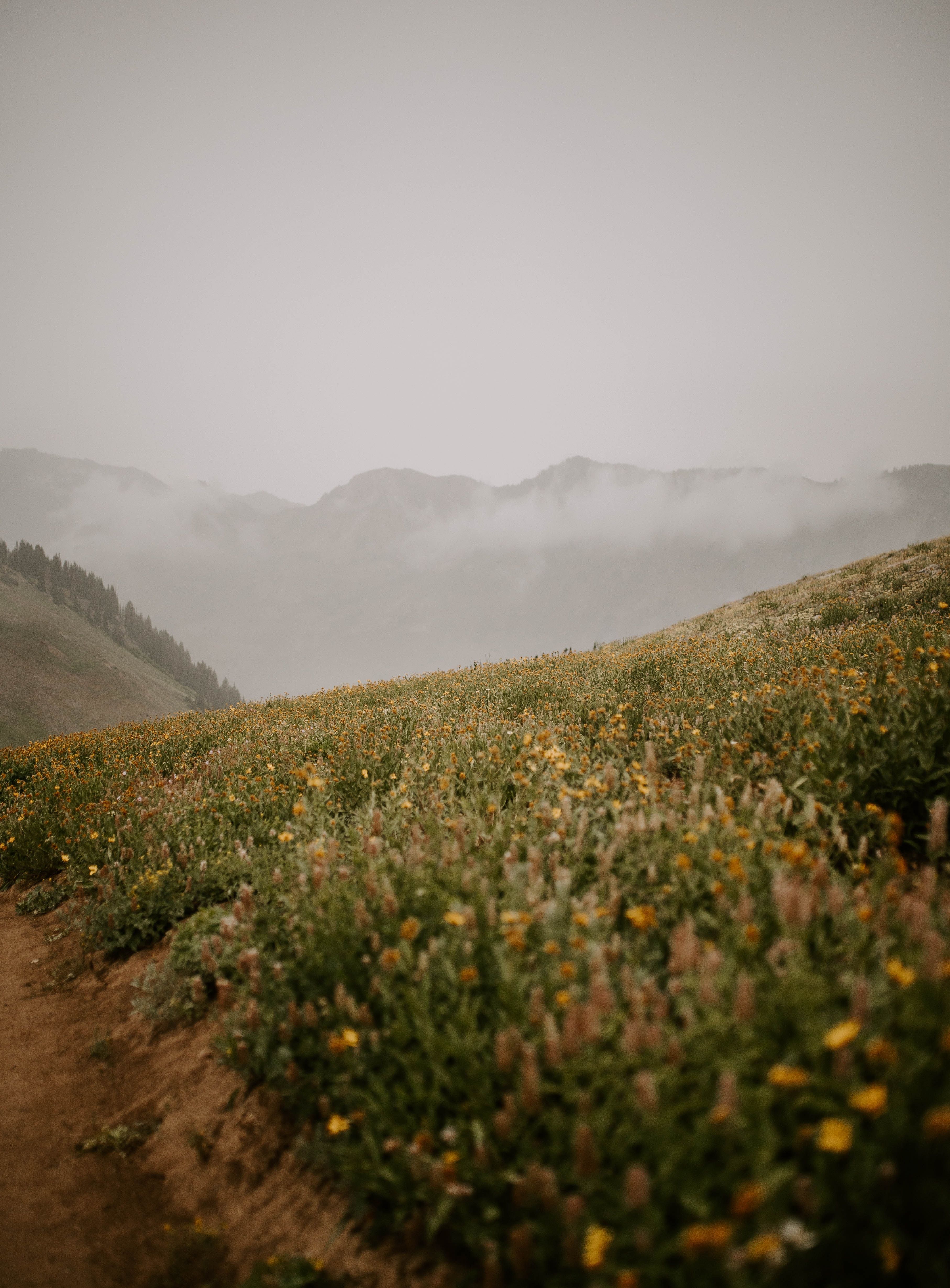 Bergwiese, Nebel, Weg, Berge, Gedeckte Farben, QHD+, Hintergrundbild fürs Tablet