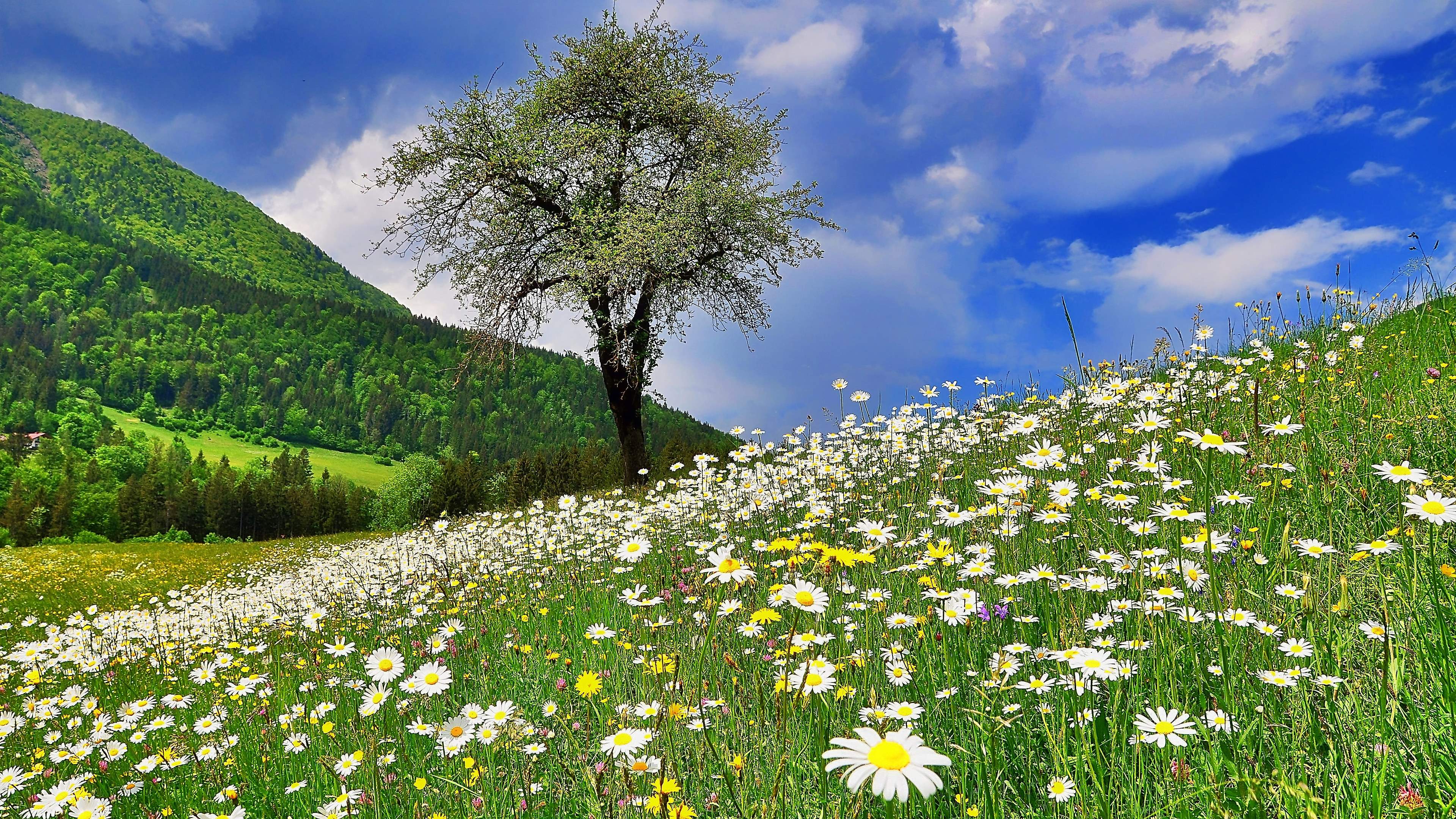 Margeriten, Baum, Hang, Blauer Himmel, Frühling, Landschaft, 4K, Breitbild-Hintergrundbild