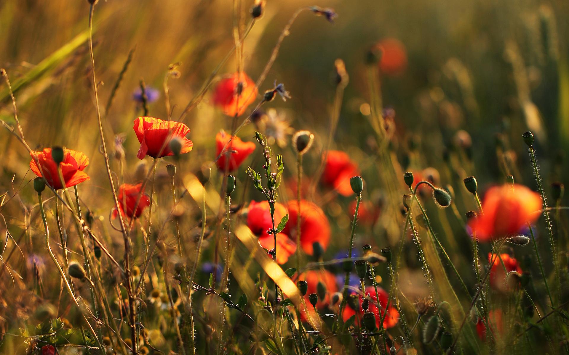 Mohnblumen, Rote Blüten, Gräser, Abendlicht, Wildblumen, Full HD, Desktop-Hintergrund