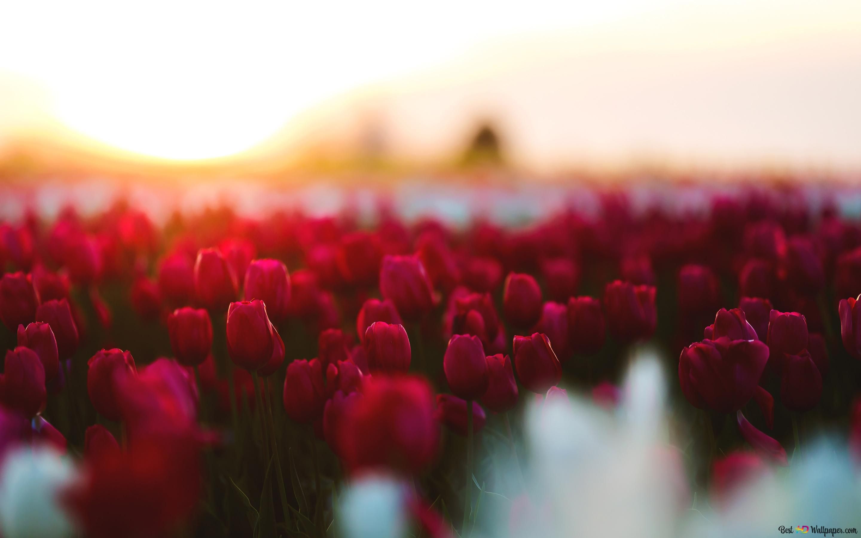 Tulpenfeld, Rote Tulpen, Gegenlicht, Bokeh, Sonnenaufgang, 2K, Laptop-Hintergrundbild